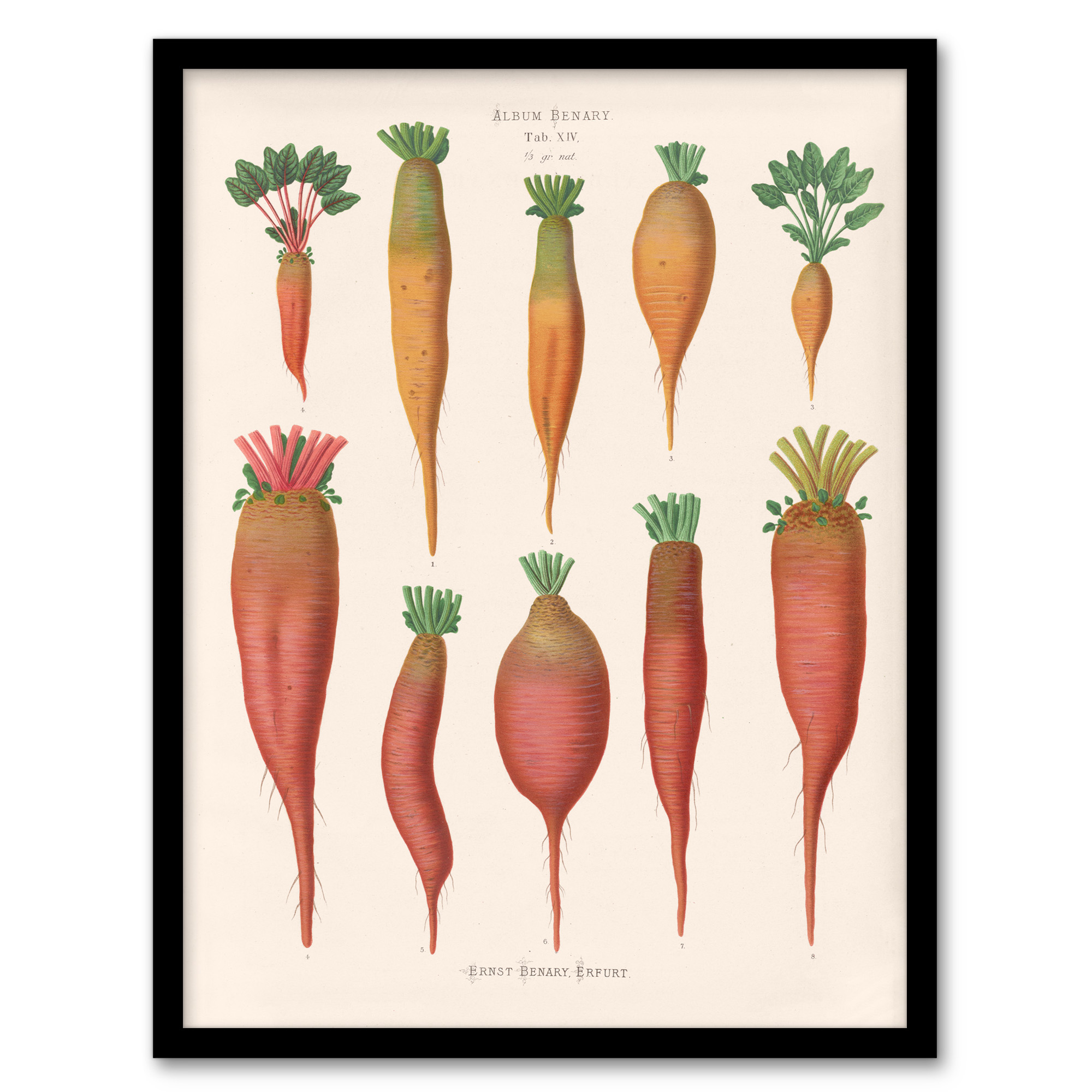Ernst Benary Mangold Wurzels Field Beet Varieties Framed Wall Art Print A3/A4
