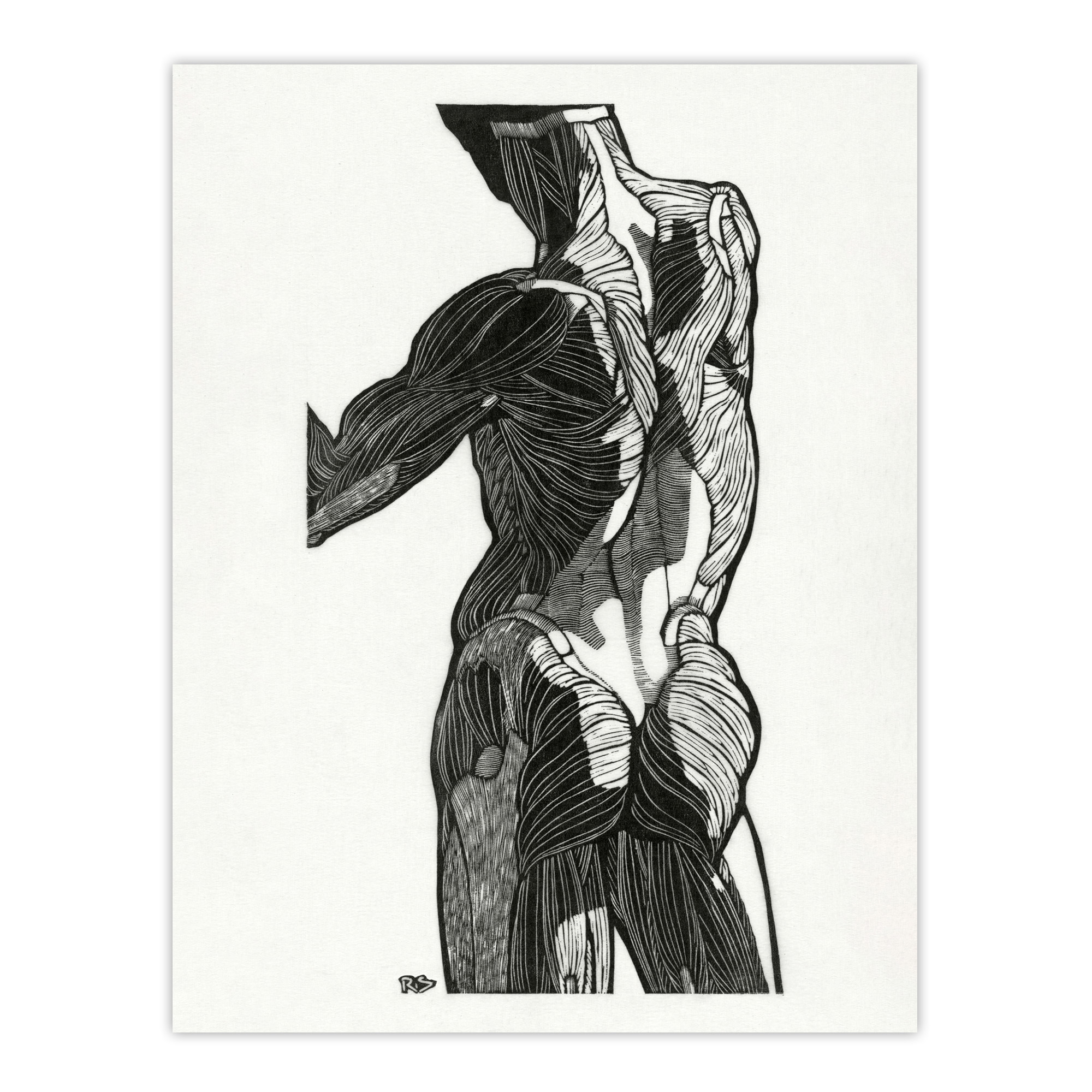 Anatomical study of gluteal muscles Stolk Wall Art Poster Print