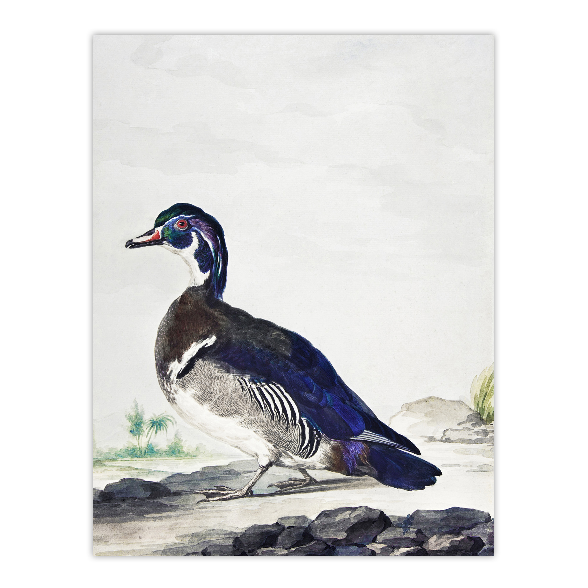 Wood Duck Vintage Bird Oil Painting Schouman Wall Art Poster Print