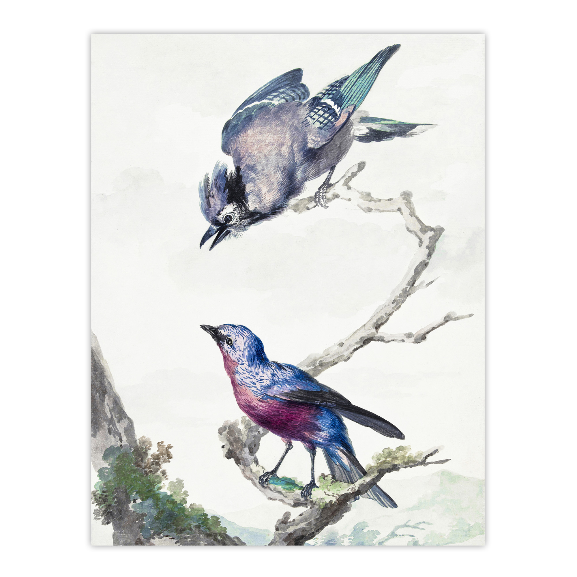 Blue Jay and a Purple Breasted Cotinga Schouman Wall Art Poster Print