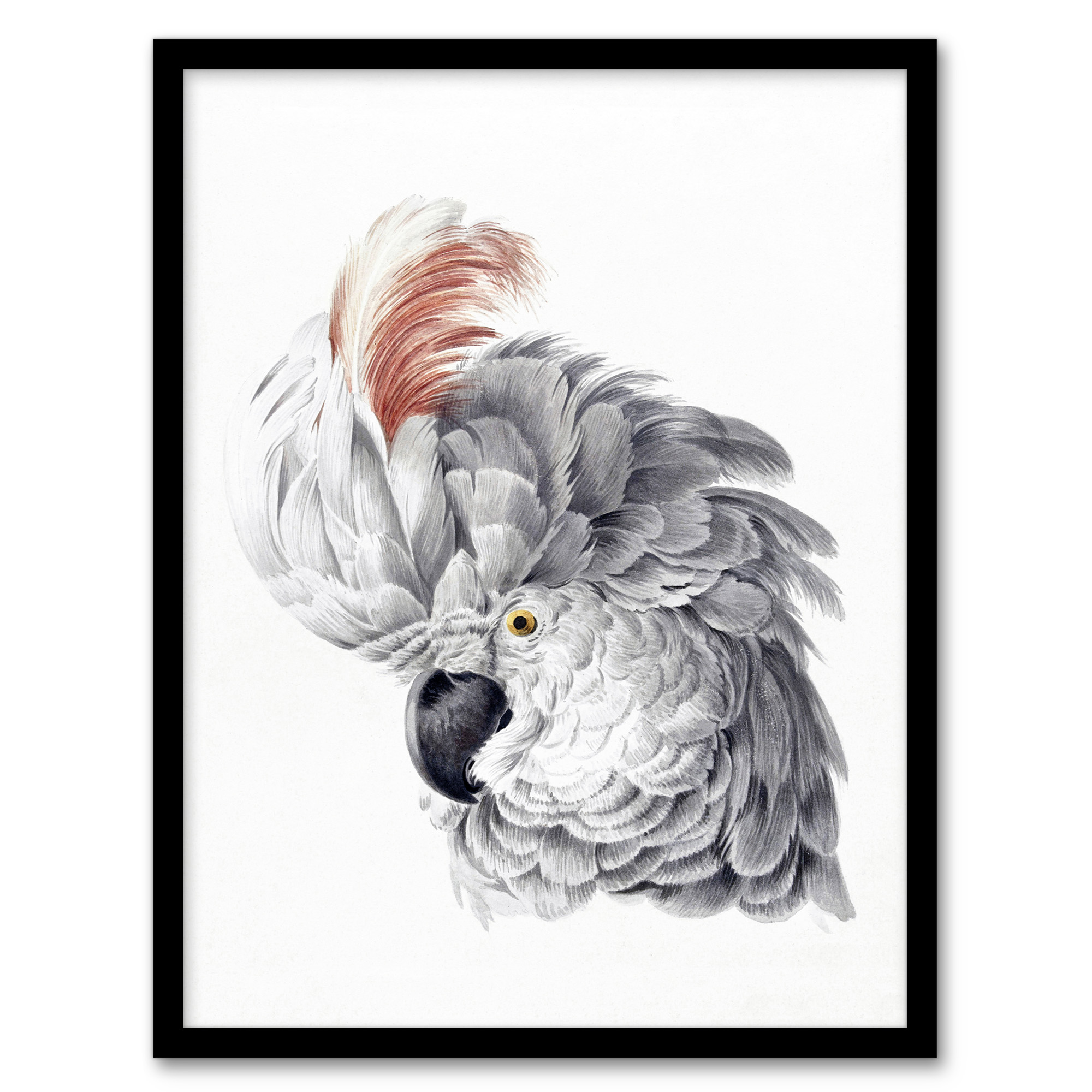 Aert Schouman Framed Wall Art Print Cockatoo Parrot Head Watercolour Home Décor