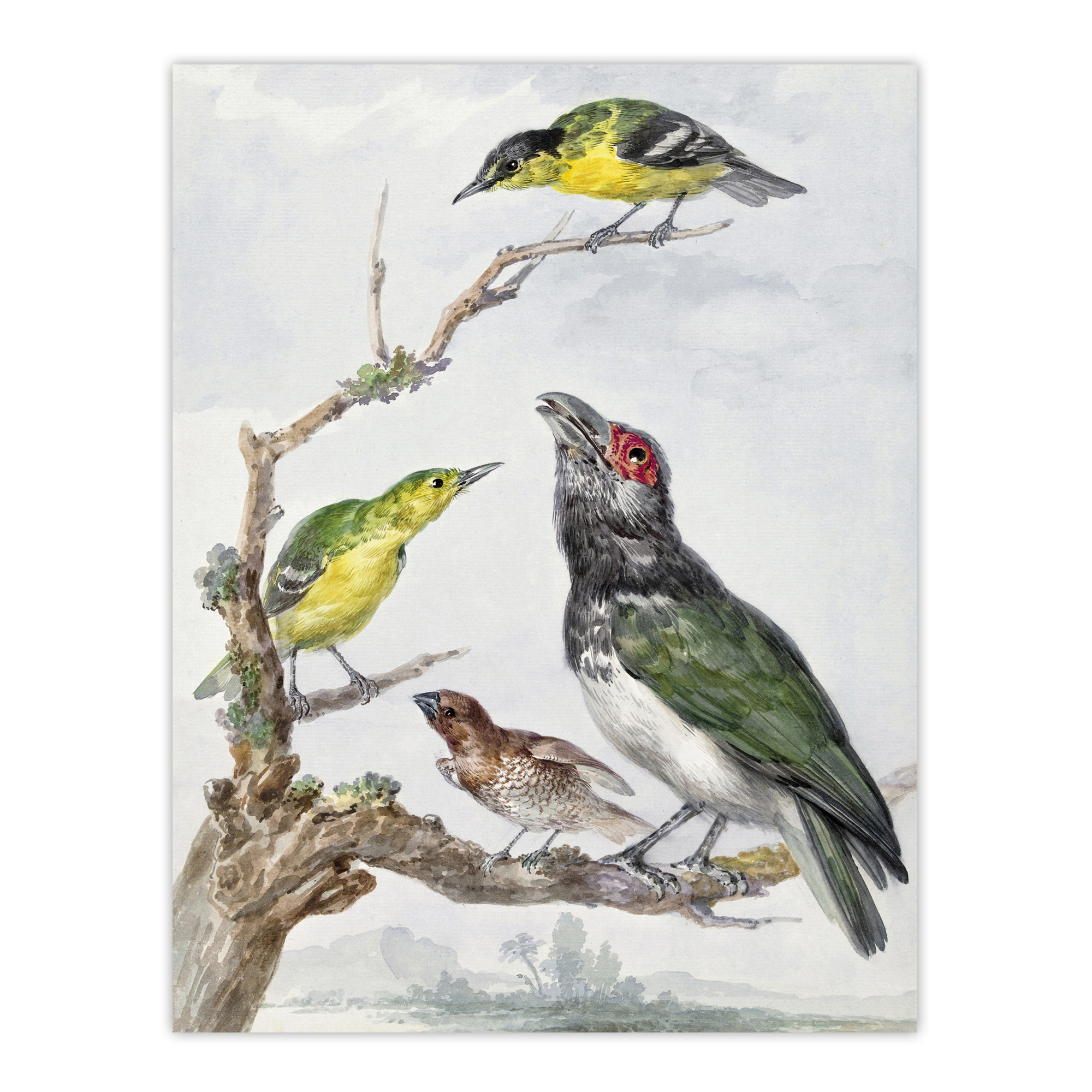 Four Different Birds on a Branch Schouman Wall Art Poster Print