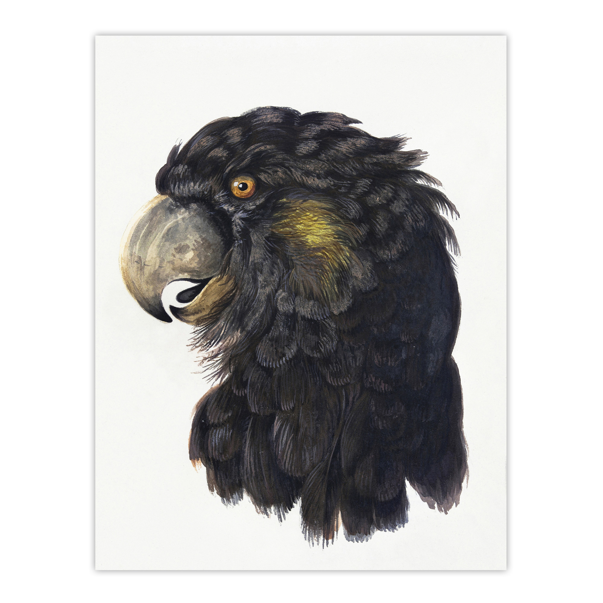 Cockatoo Parrot Head Watercolour Schouman Wall Art Poster Print