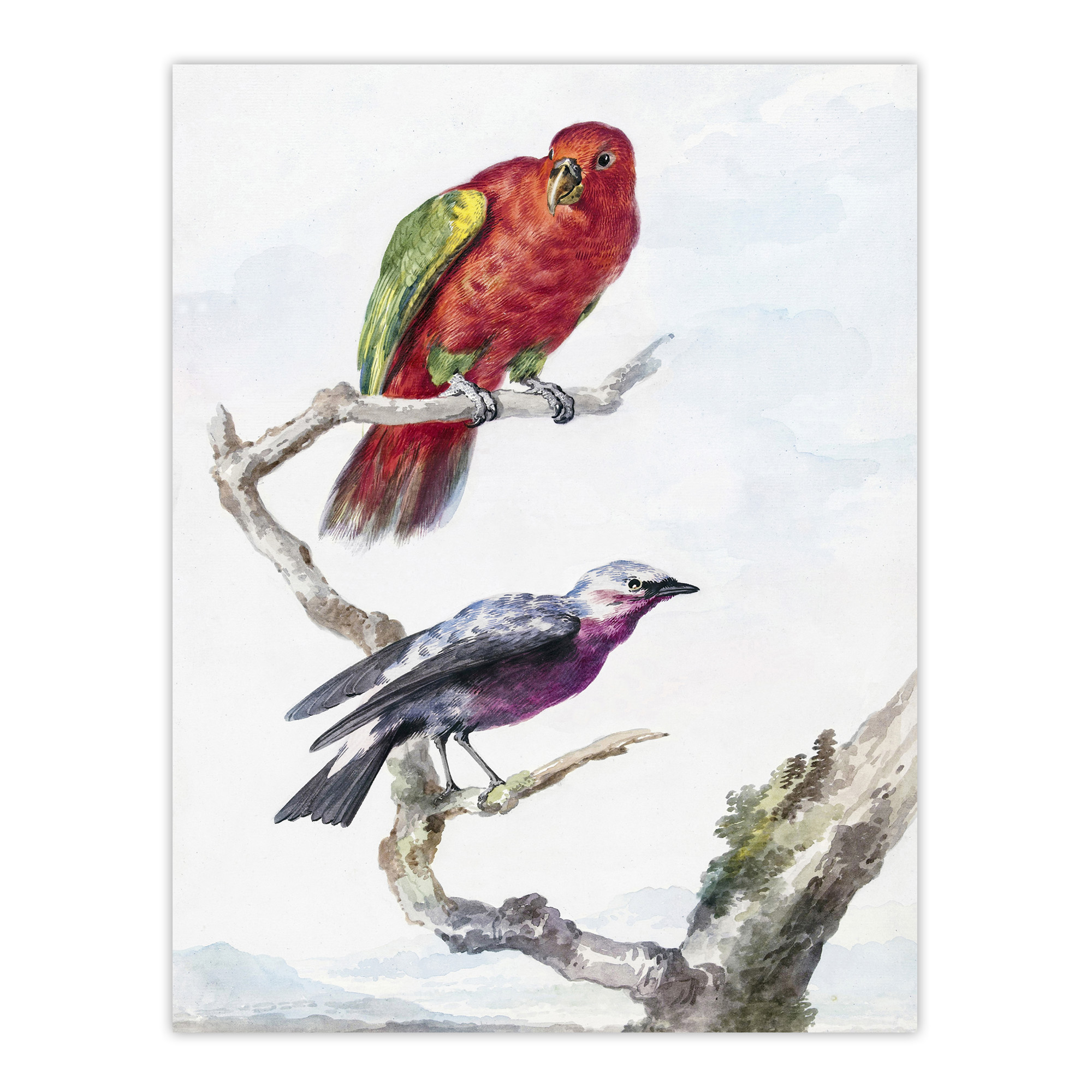 Red Green Parrot and Bird Watercolour Schouman Wall Art Poster Print