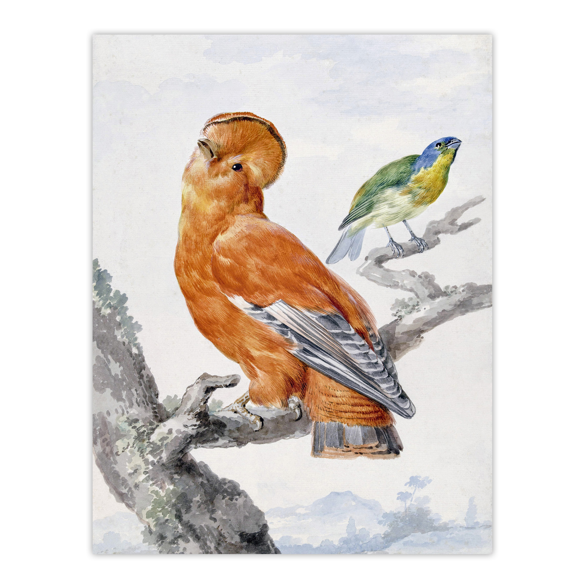Two Exotic Birds Watercolour Painting Schouman Wall Art Poster Print