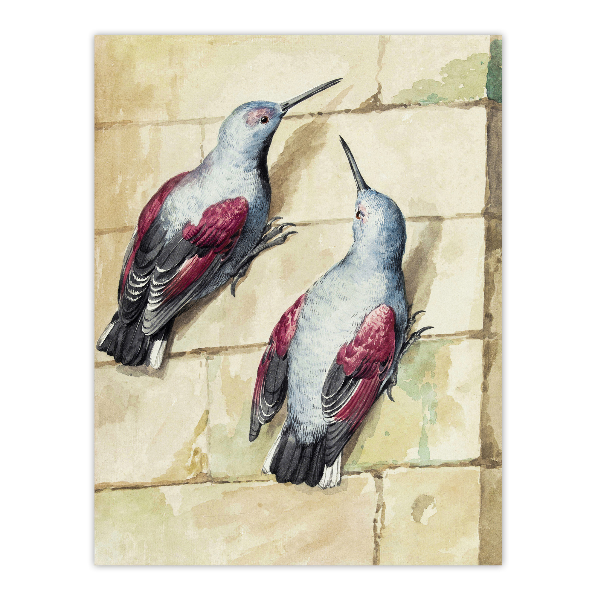 Two Wallcreepers Watercolour Painting Schouman Wall Art Poster Print