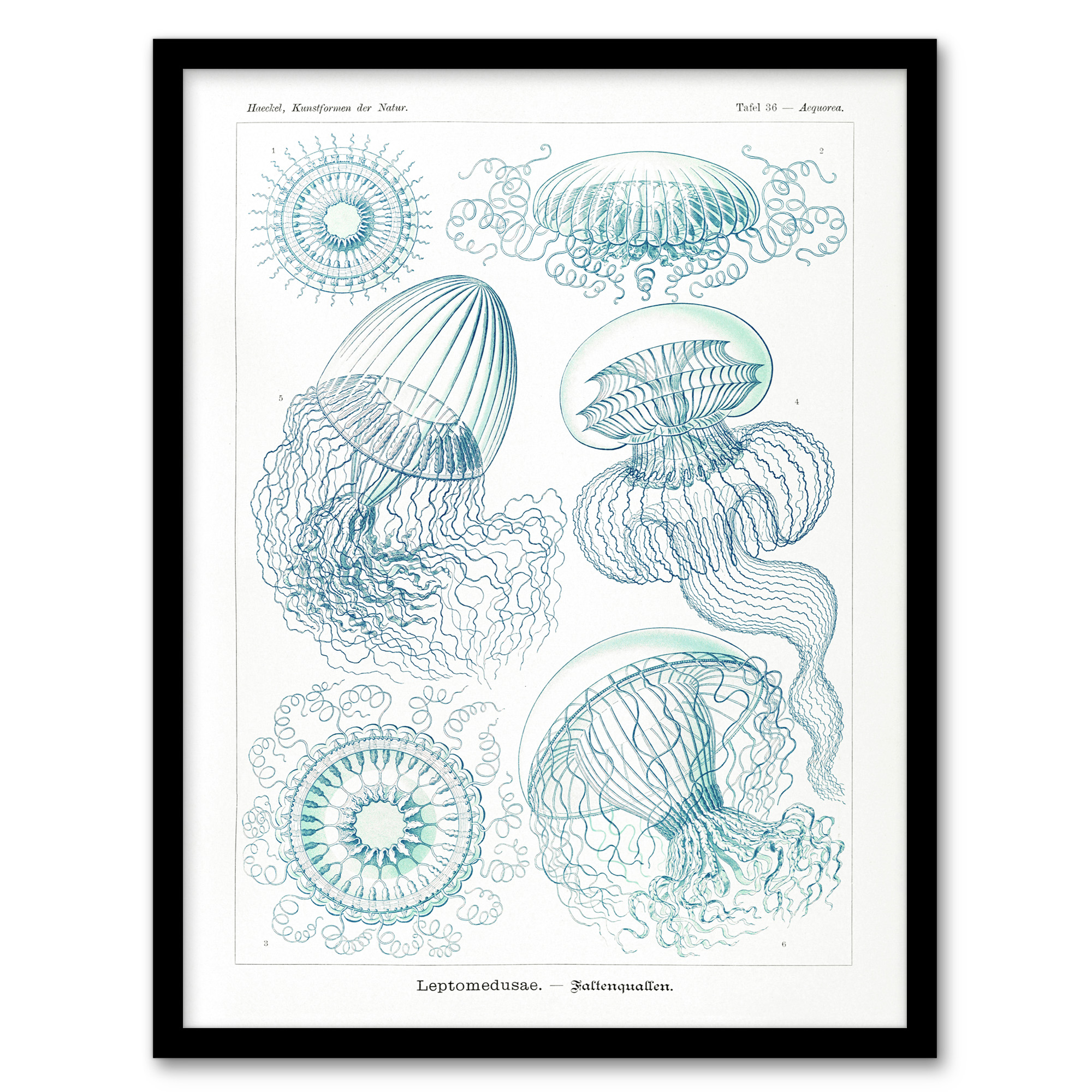 Ernst Haeckel Framed Wall Art Aequoreidae Jellyfish Marine Life Species
