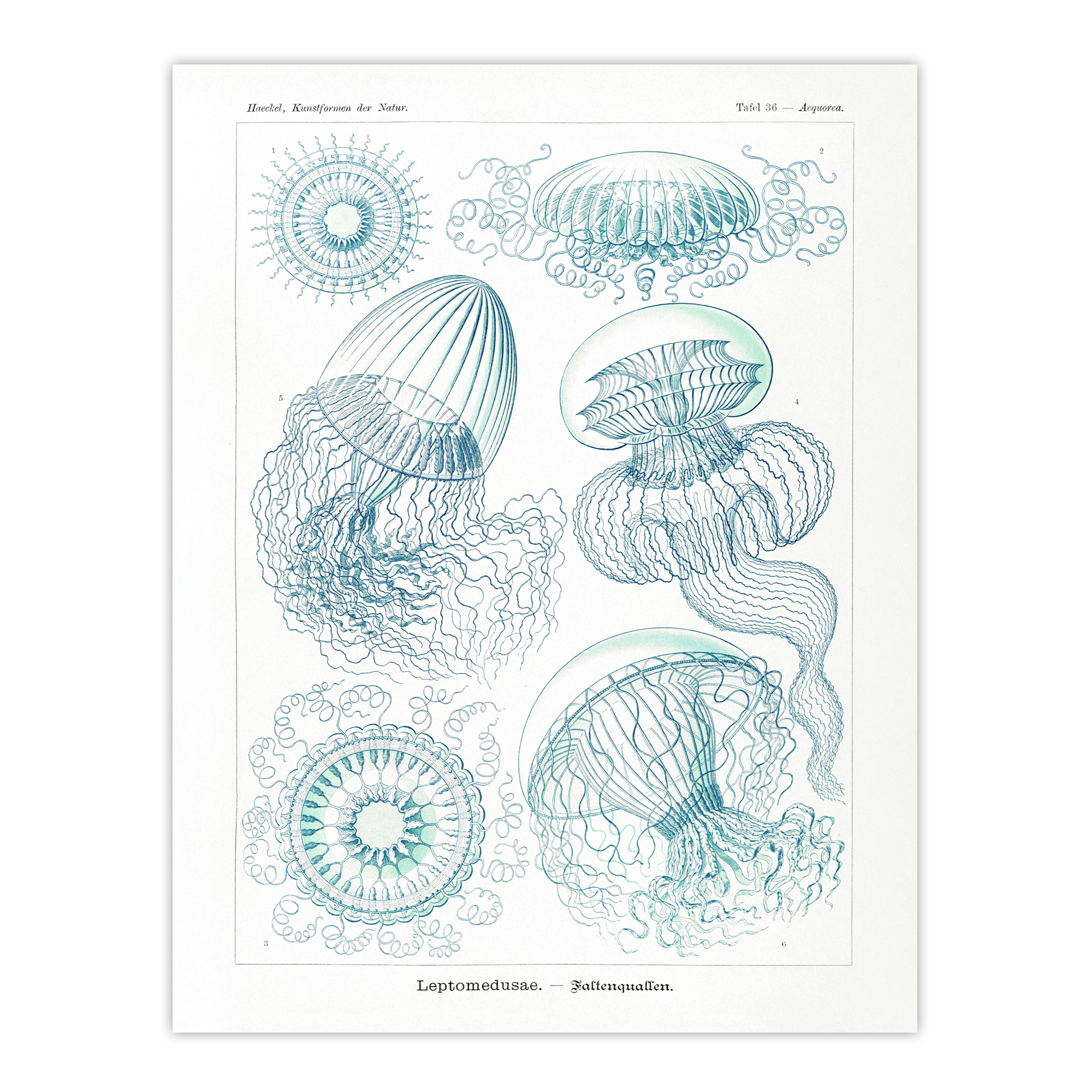 Aequoreidae Jellyfish Marine Life Species Haeckel Wall Art Poster Print