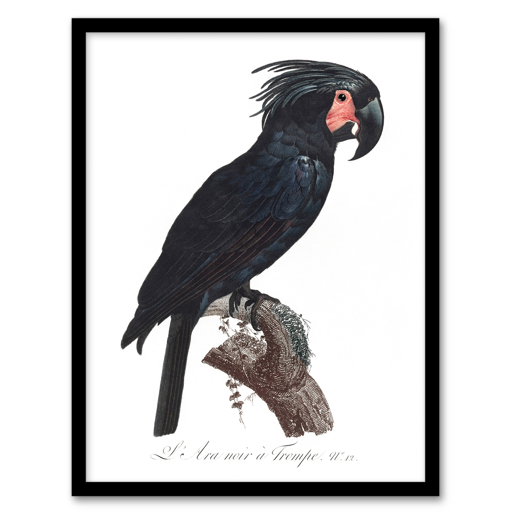 Black Palm Cockatoo Parrot Levaillant Wall Art Poster Print