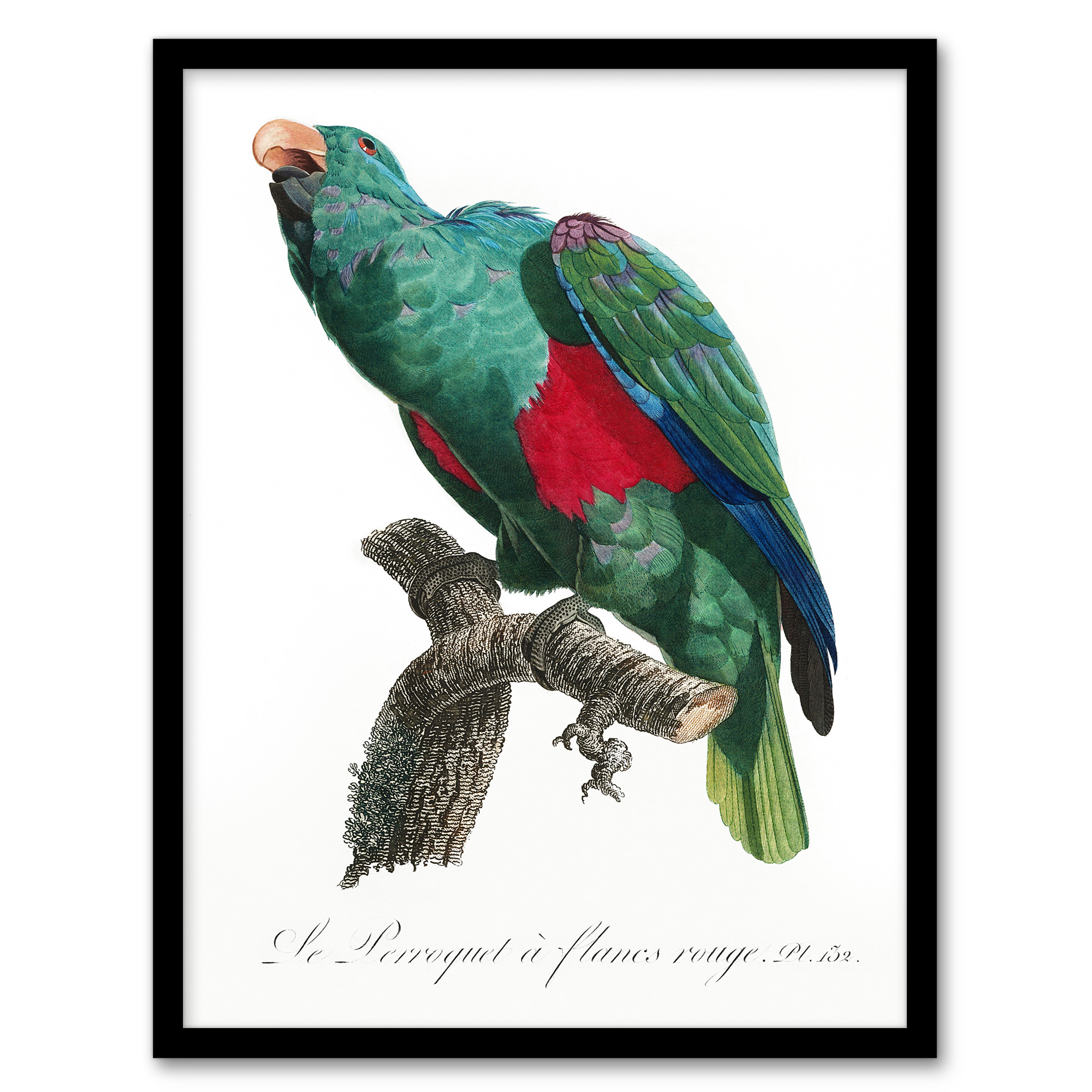 Eclectus Roratus Parrot Francois Levaillant Wall Art Poster Print