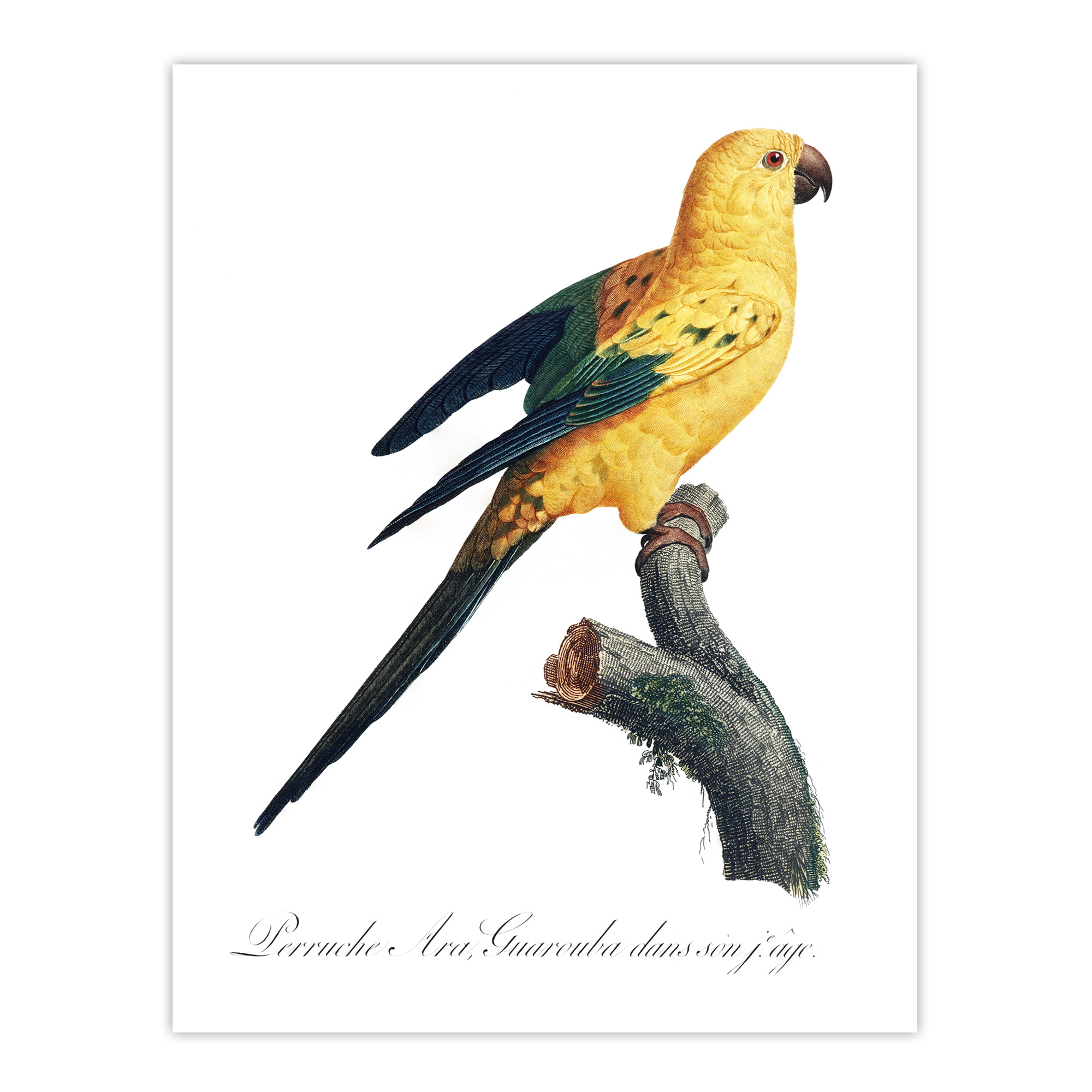 Female Sun Parakeet Bird Francois Levaillant Wall Art Poster Print