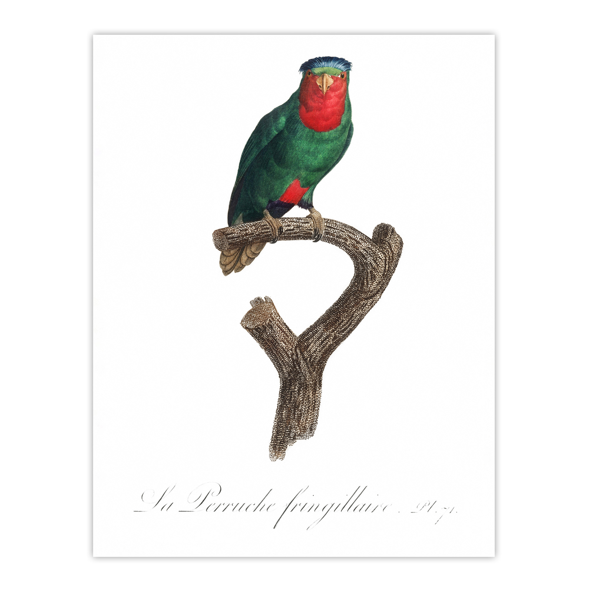 The blue Crowned Lorikeet Parrot Levaillant Wall Art Poster Print