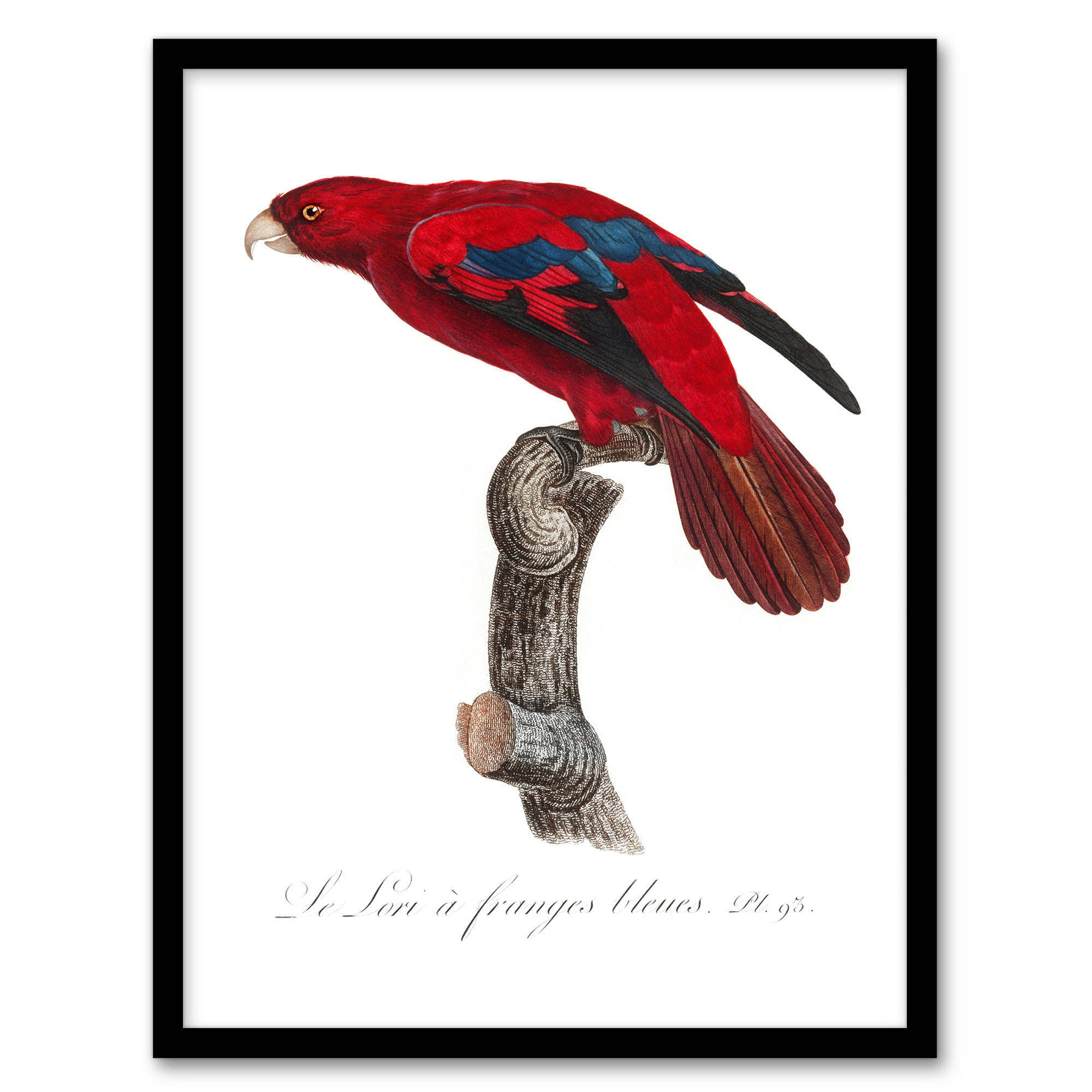 Francois Levaillant Framed Wall Art The Blue Fringed Red Lori Parrot Home Décor
