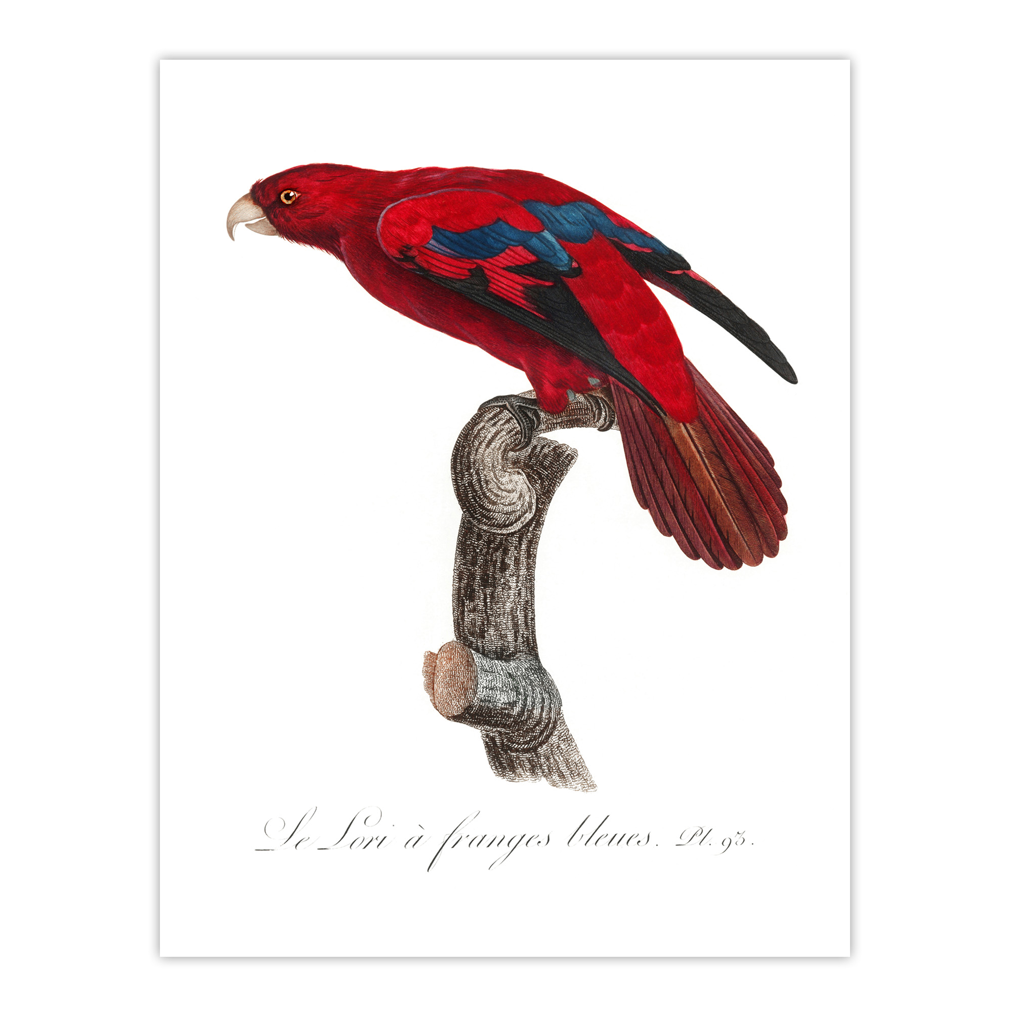 The Blue Fringed Red Lori Parrot Levaillant Wall Art Poster Print