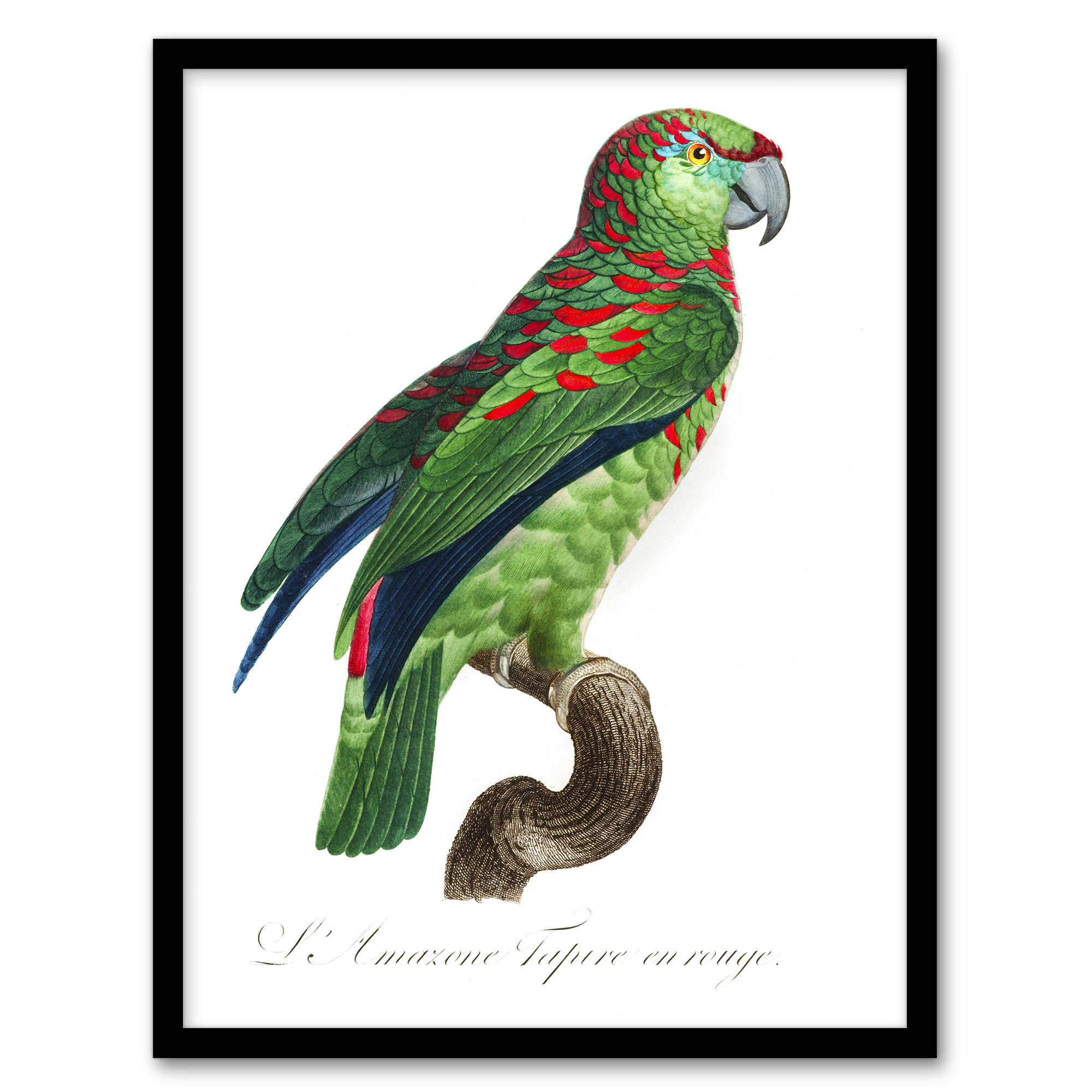 The Blue Fronted Amazon Parrot Levaillant Wall Art Poster Print