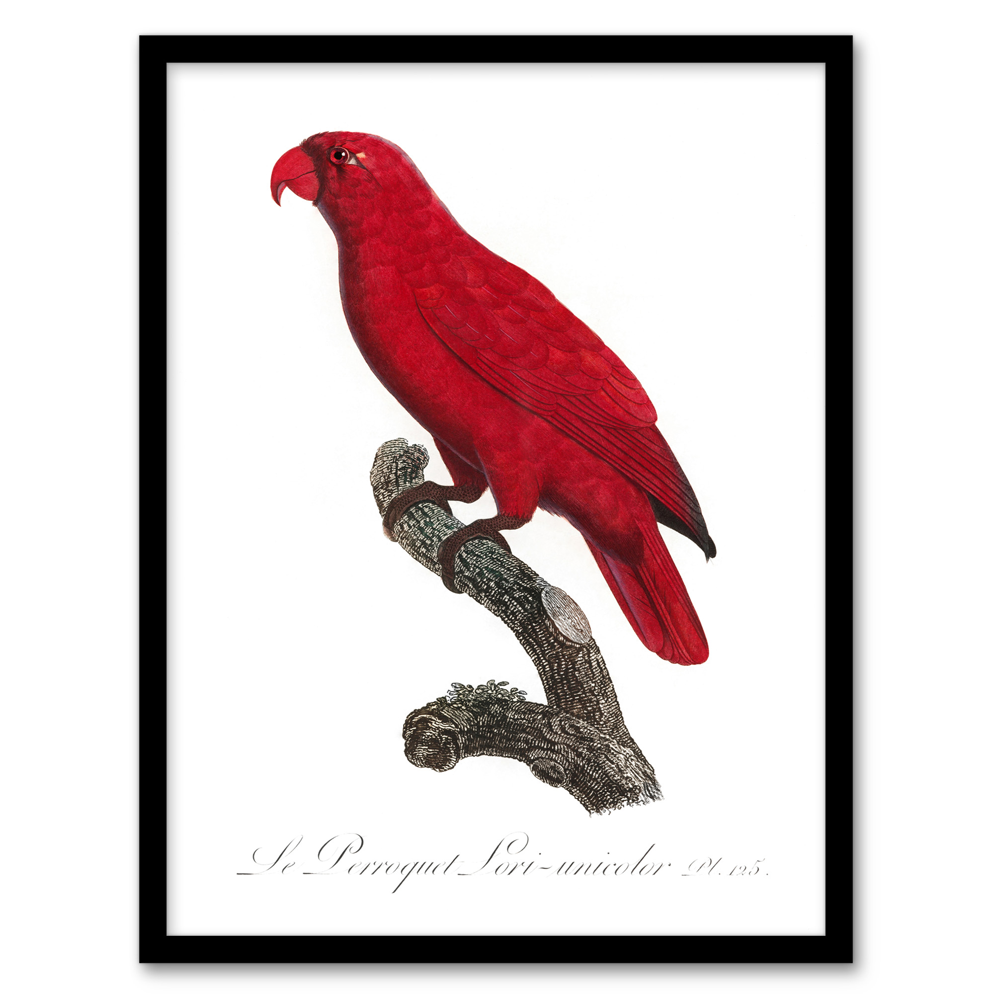 Francois Levaillant Framed Wall Art Print The Cardinal Lory Parrot Home Décor