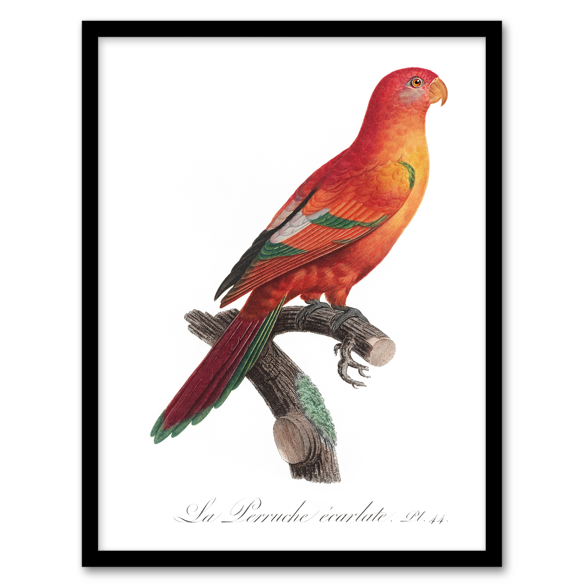 The Crimson Shining Parrot Levaillant Wall Art Poster Print