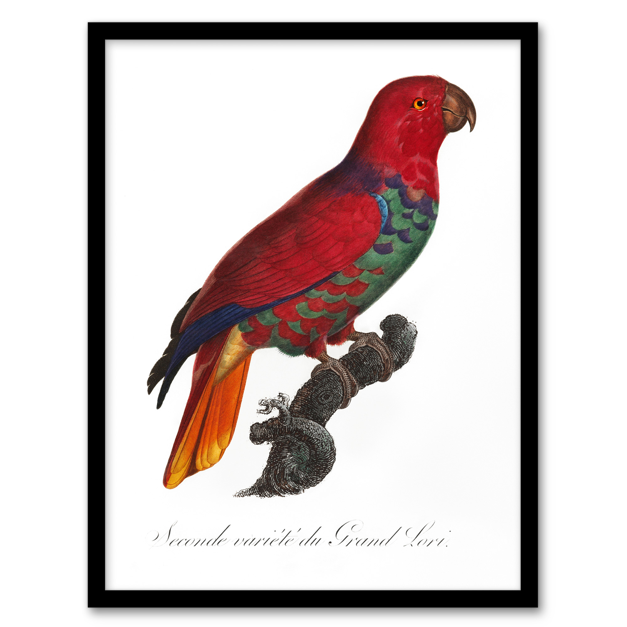 Francois Levaillant Framed Wall Art Print The Eclectus Parrot Home Décor A3/A4