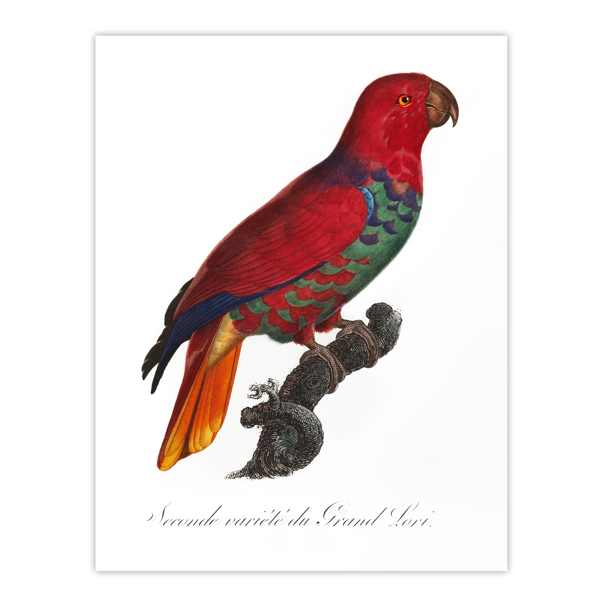 The Eclectus Parrot Francois Levaillant Wall Art Poster Print