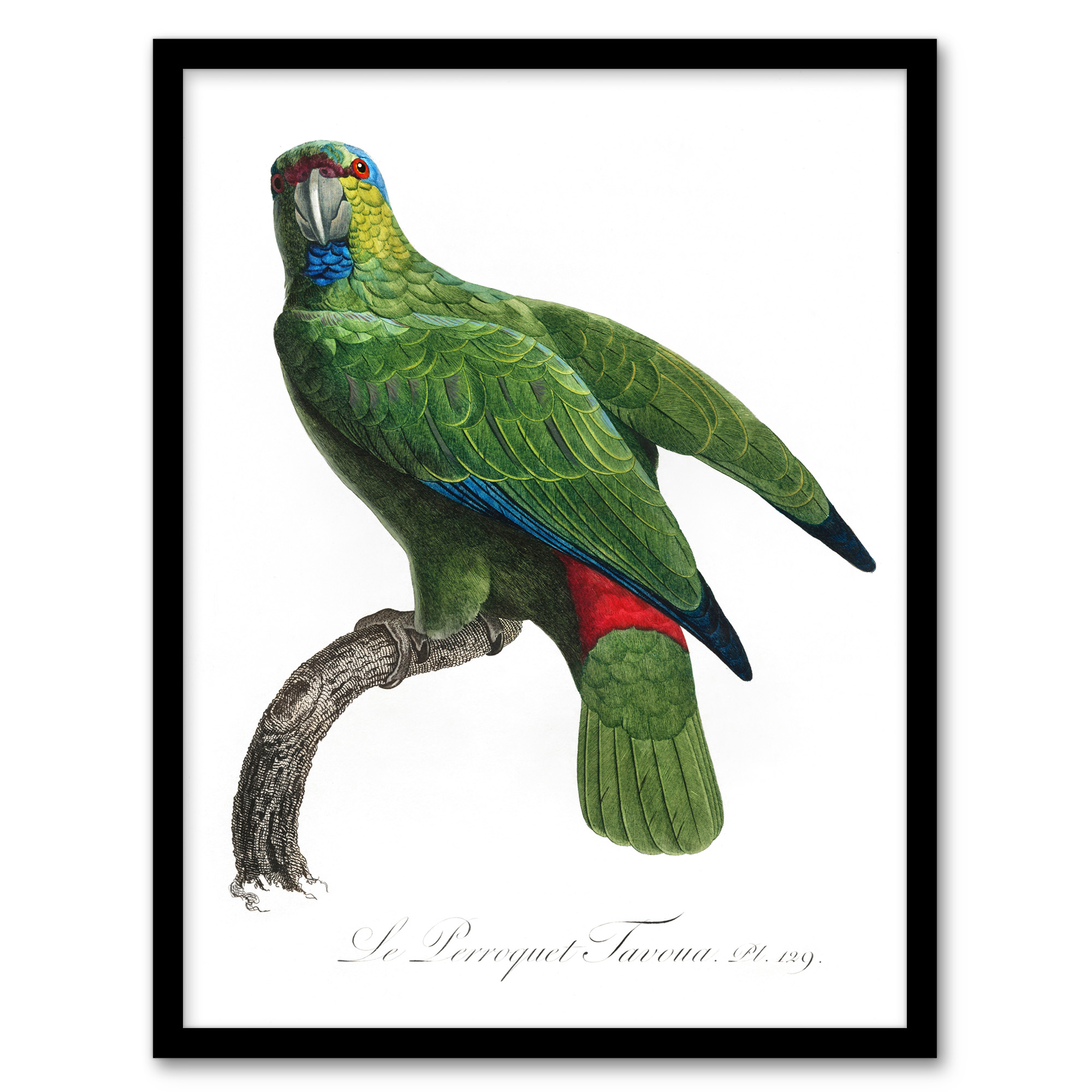 Francois Levaillant Framed Wall Art Print The Festive Amazon Parrot Home Décor