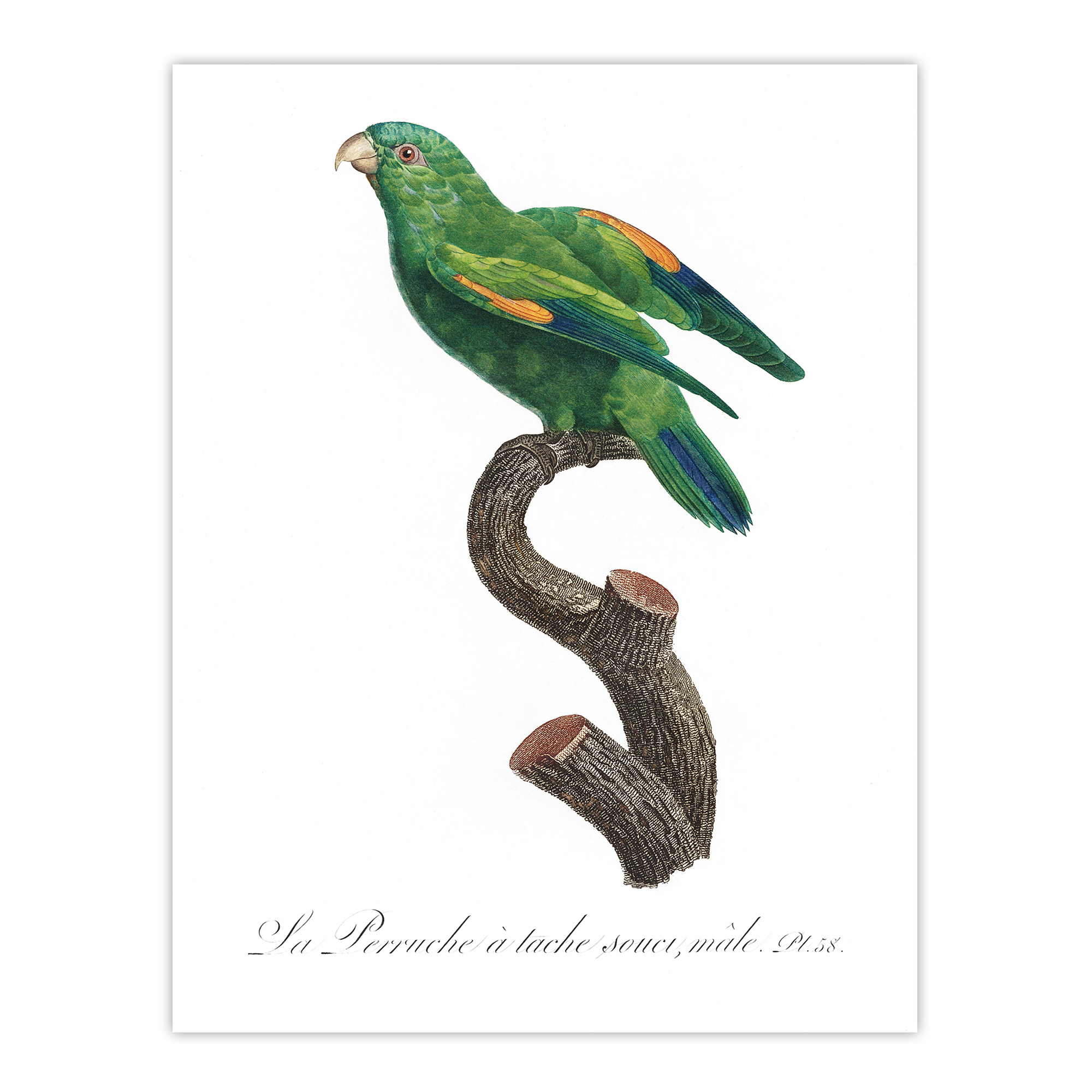 The Marigold Lorikeet Parrot Levaillant Wall Art Poster Print