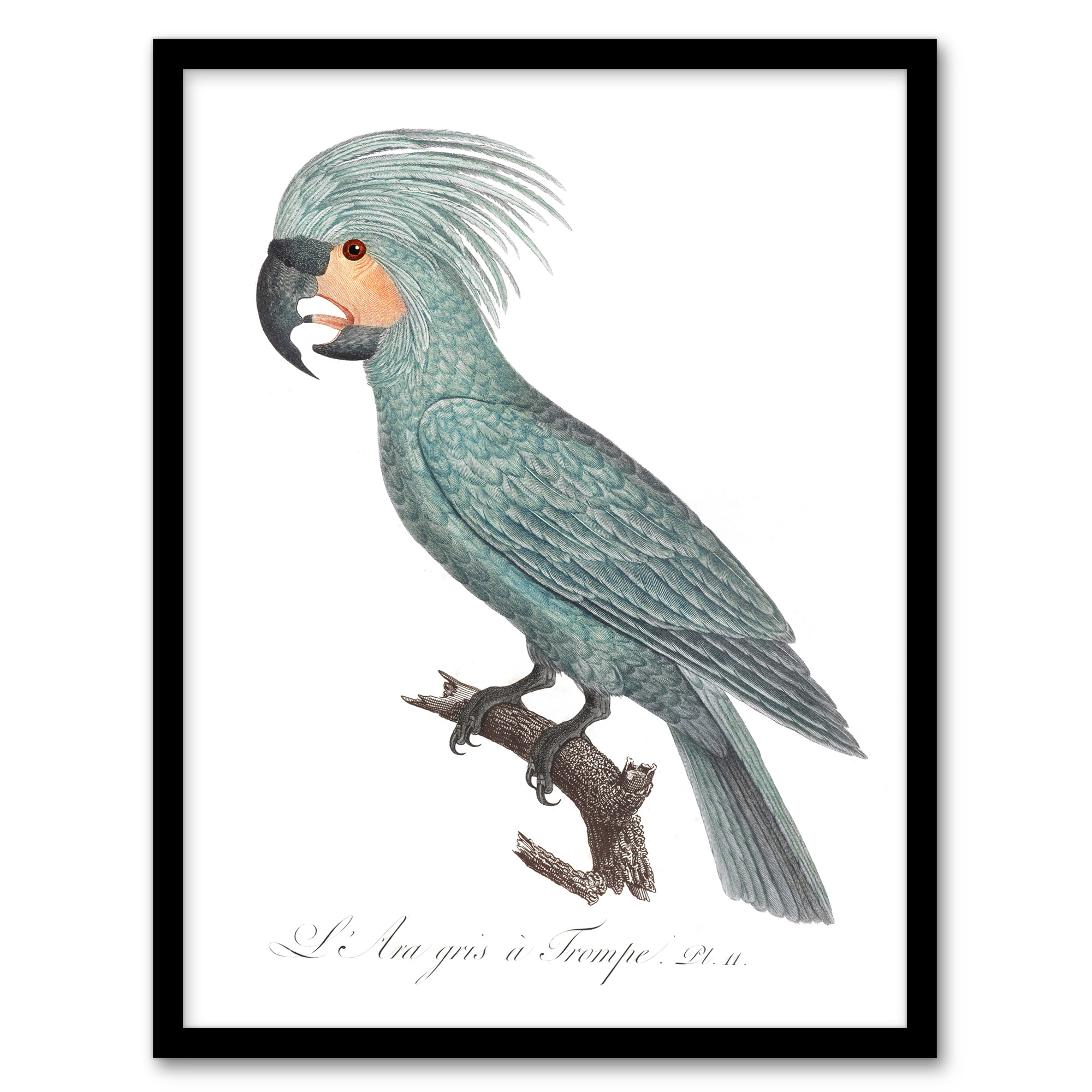 The Palm Cockatoo Parrot Francois Levaillant Wall Art Poster Print