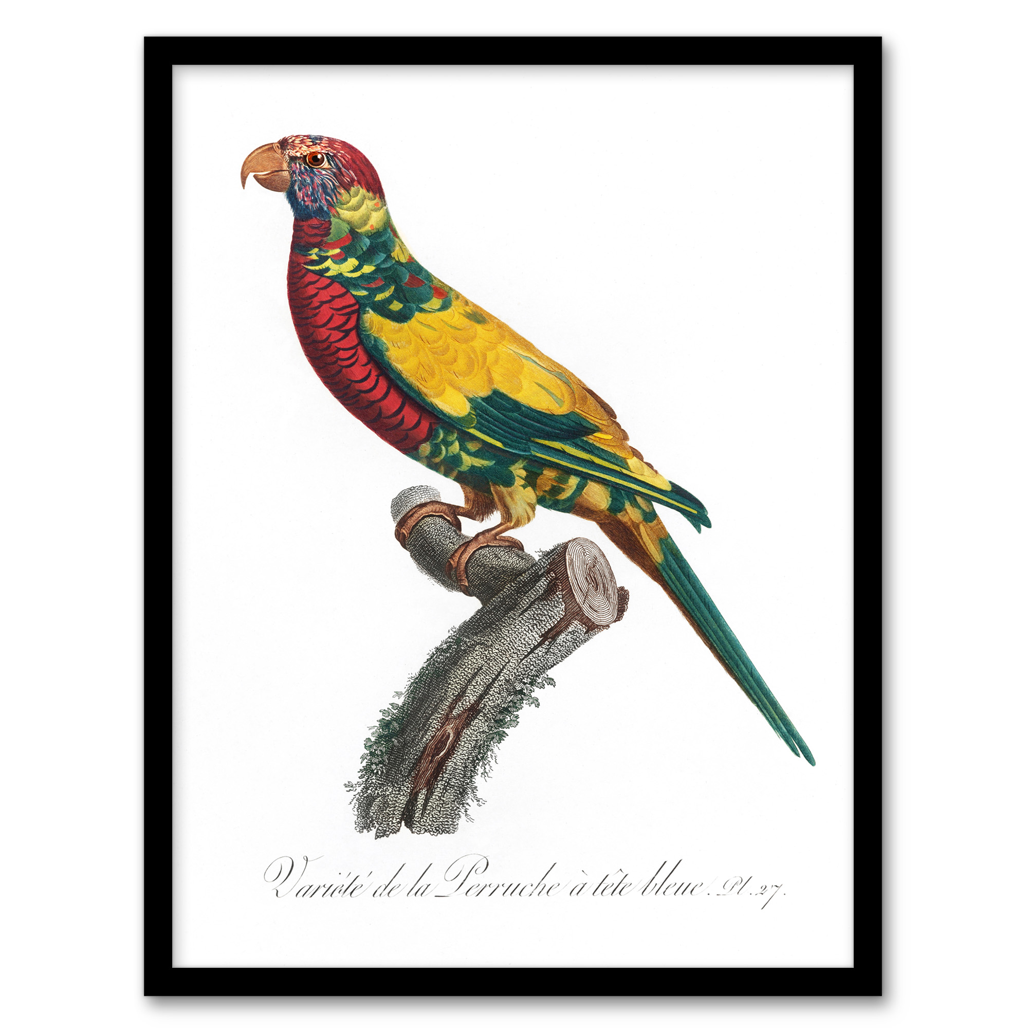 The Rainbow Lorikeet Parrot Levaillant Wall Art Poster Print