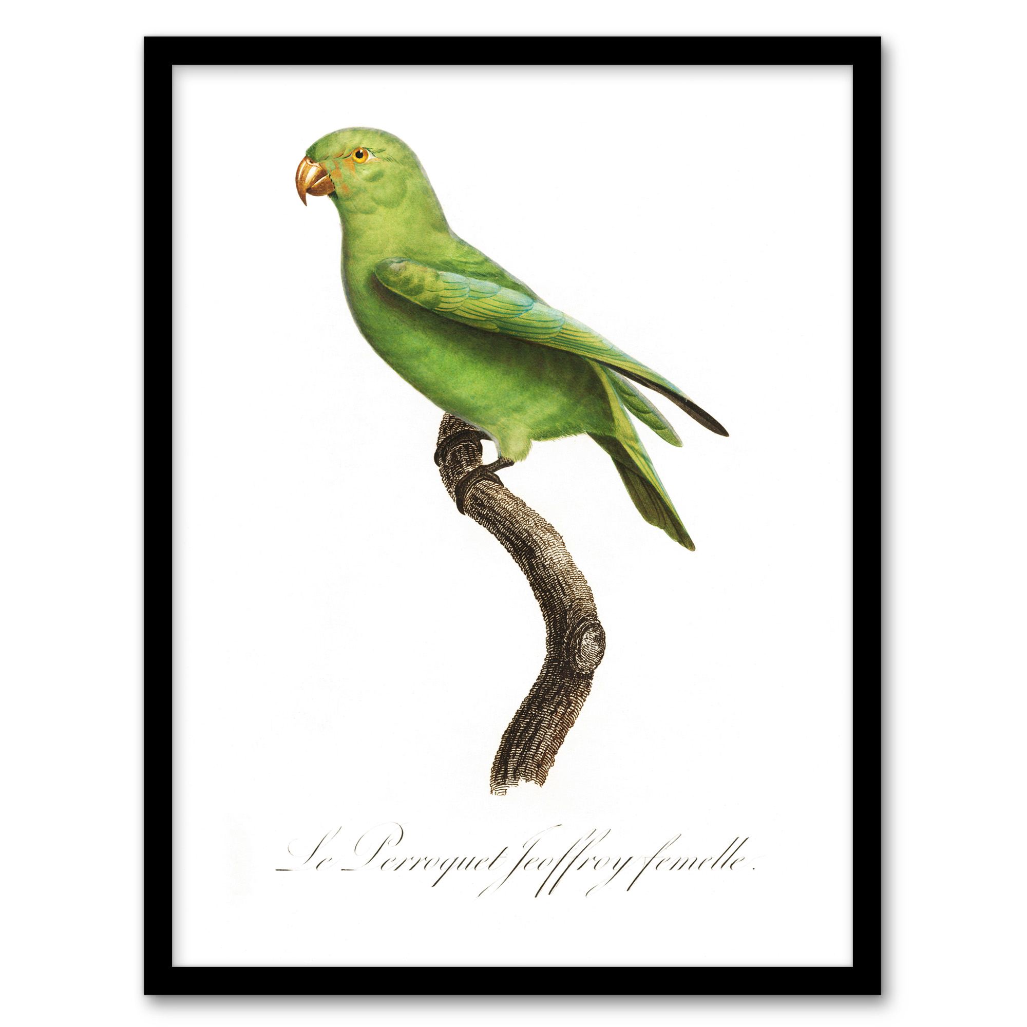 The Red Cheeked Parakeet Francois Levaillant Wall Art Poster Print