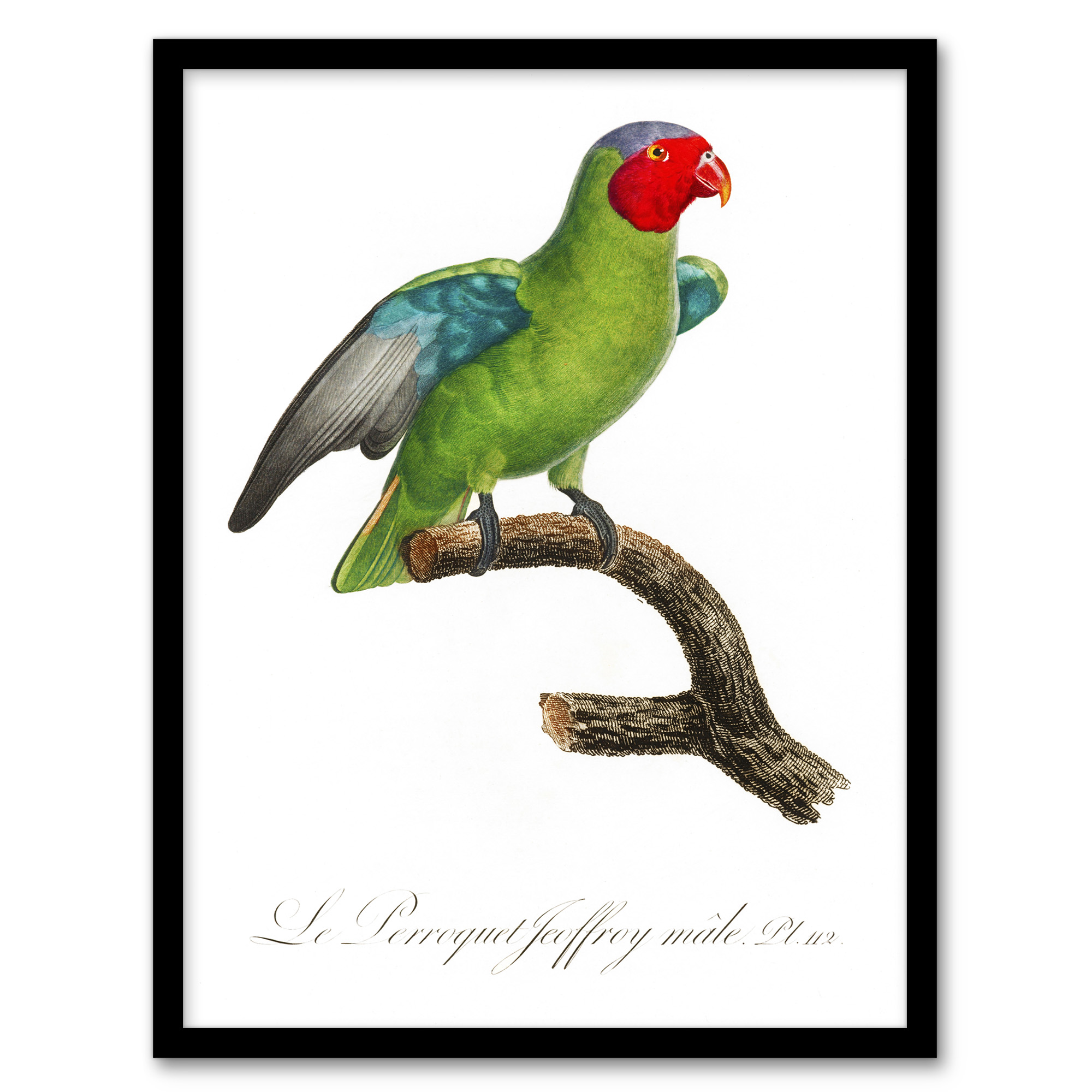 Francois Levaillant Framed Wall Art Print The Red Cheeked Parrot Home Décor