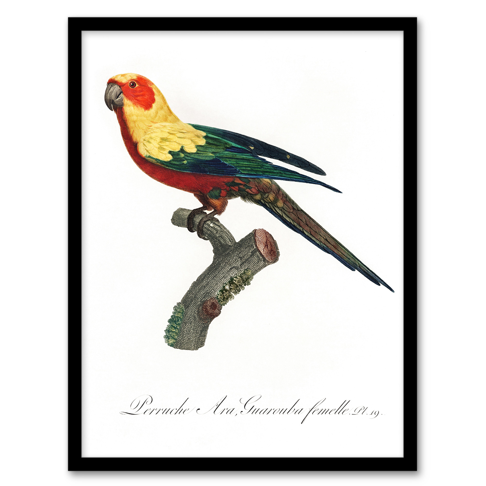 Francois Levaillant Framed Wall Art Print The Sun Parakeet Parrot Home Décor