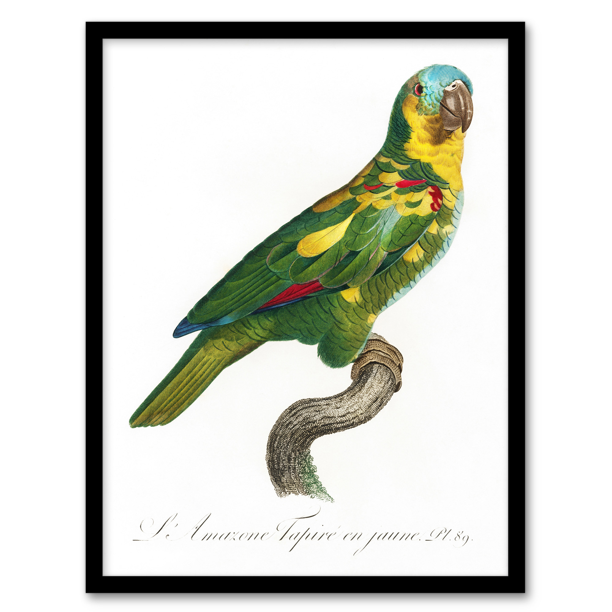 The Turquoise Fronted Amazon Parrot Levaillant Wall Art Poster Print
