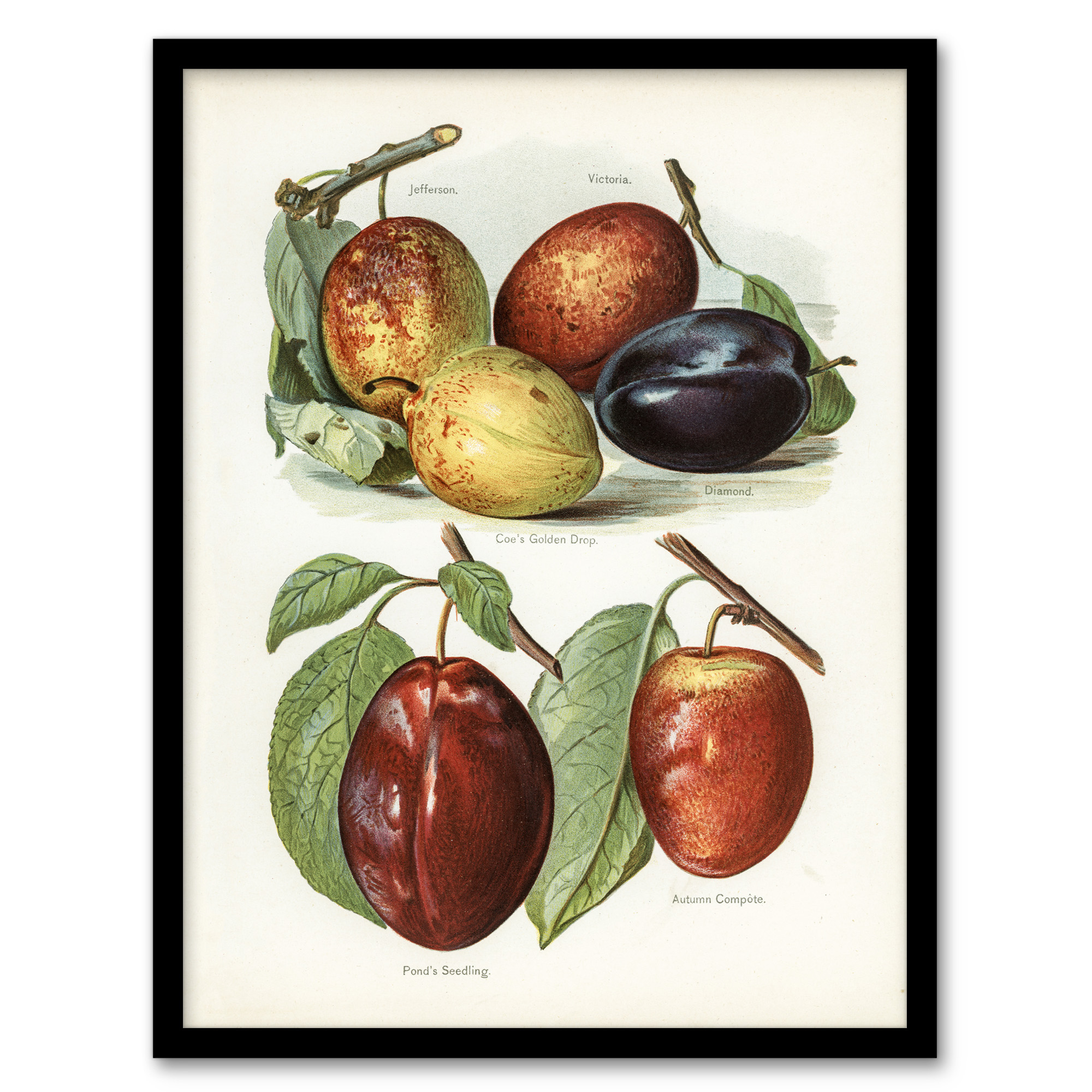 John Wright Framed Wall Art Print Plum Varieties Vintage illustration Home Décor