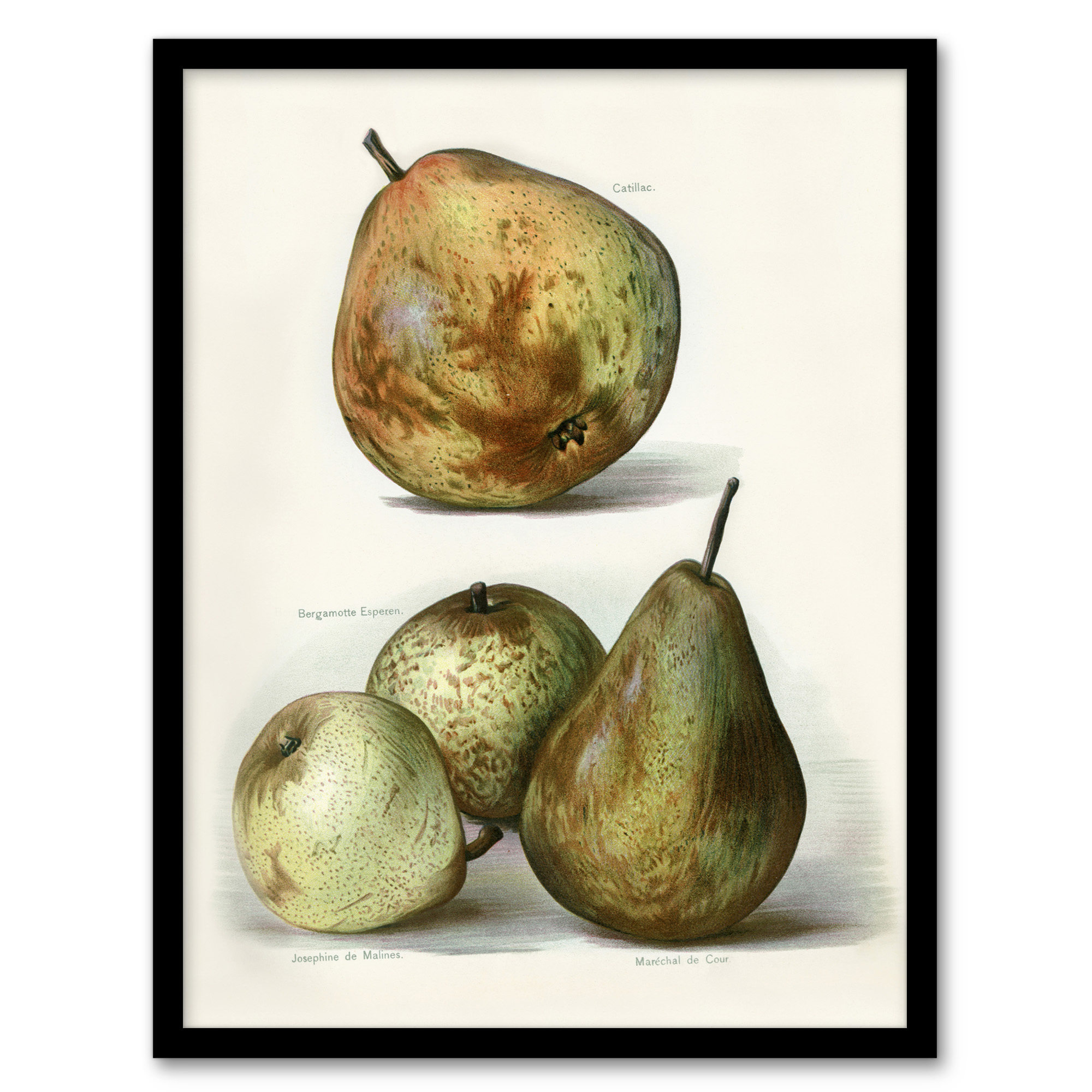 John Wright Framed Wall Art Pear Varieties Vintage Fruit Illustration Home Décor