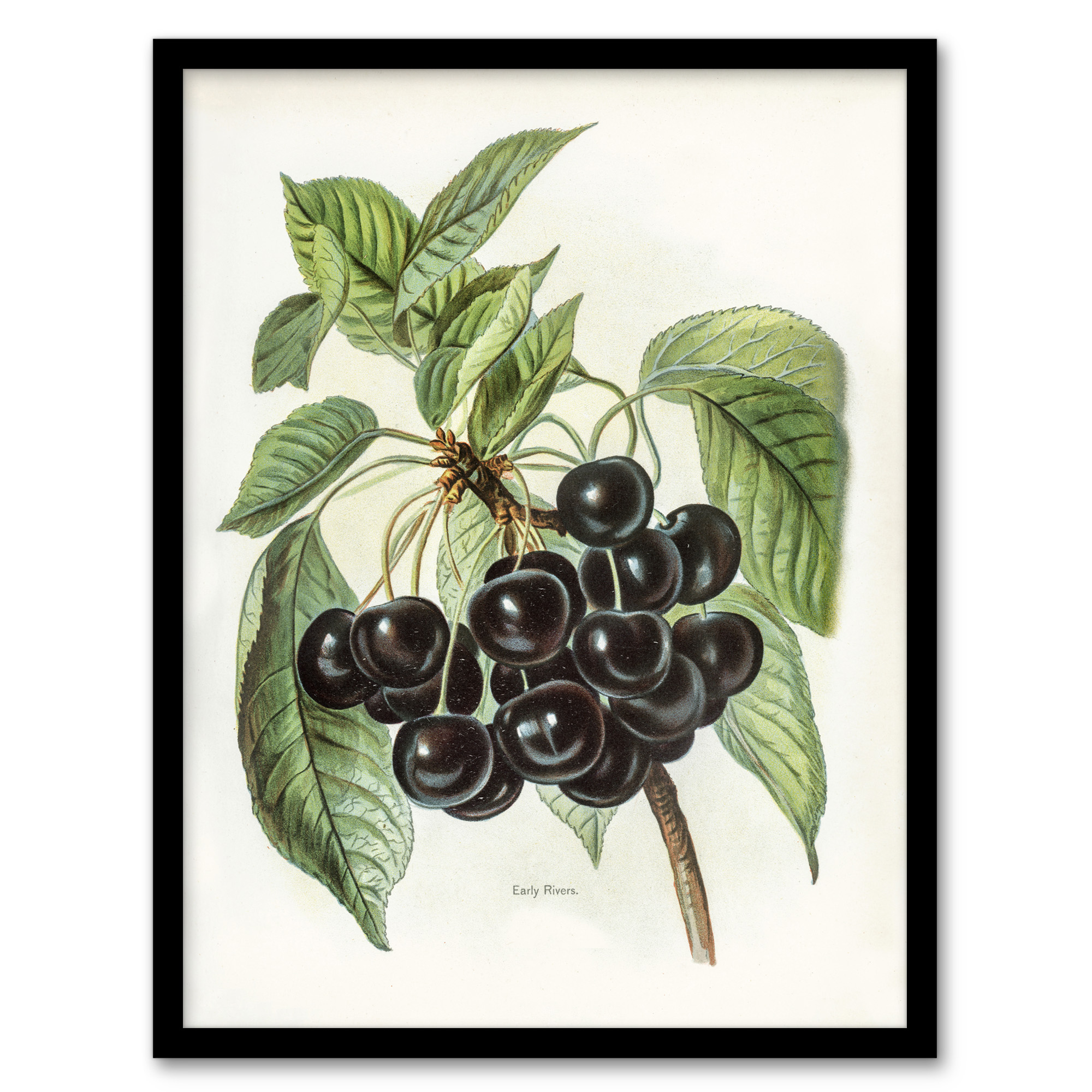 John Wright Framed Wall Art Vintage Illustration of Early Rivers Cherries