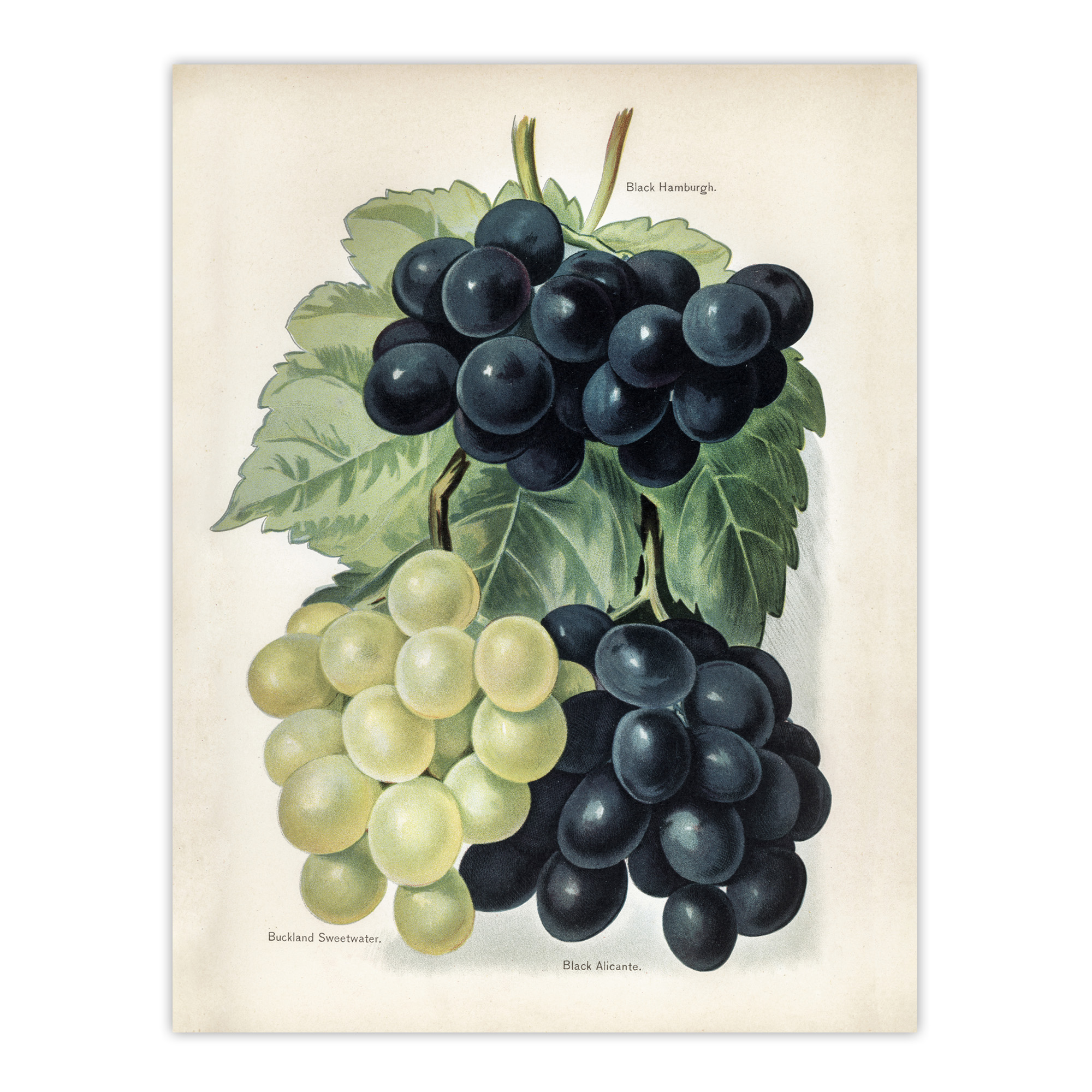 Vintage Illustration of Grape Varieties Wright Wall Art Poster Print