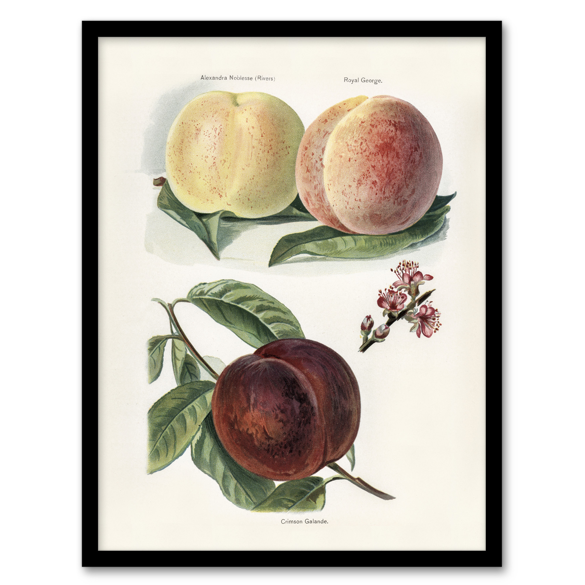 Vintage Illustration of Peach Varieties Wright Wall Art Poster Print