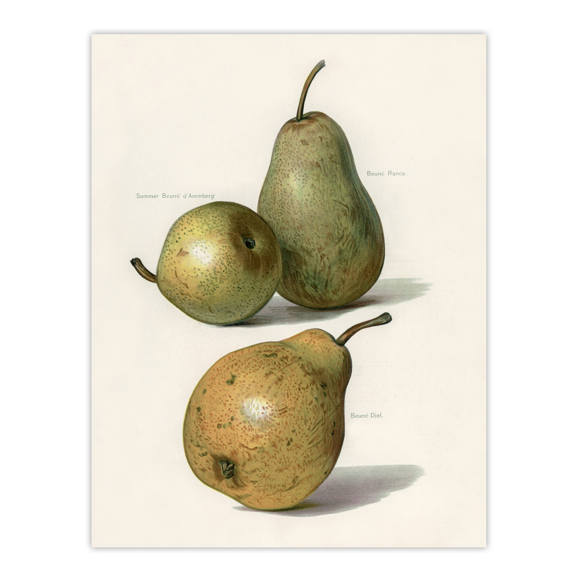 Vintage Illustration of Pear Varieties Wright Wall Art Poster Print