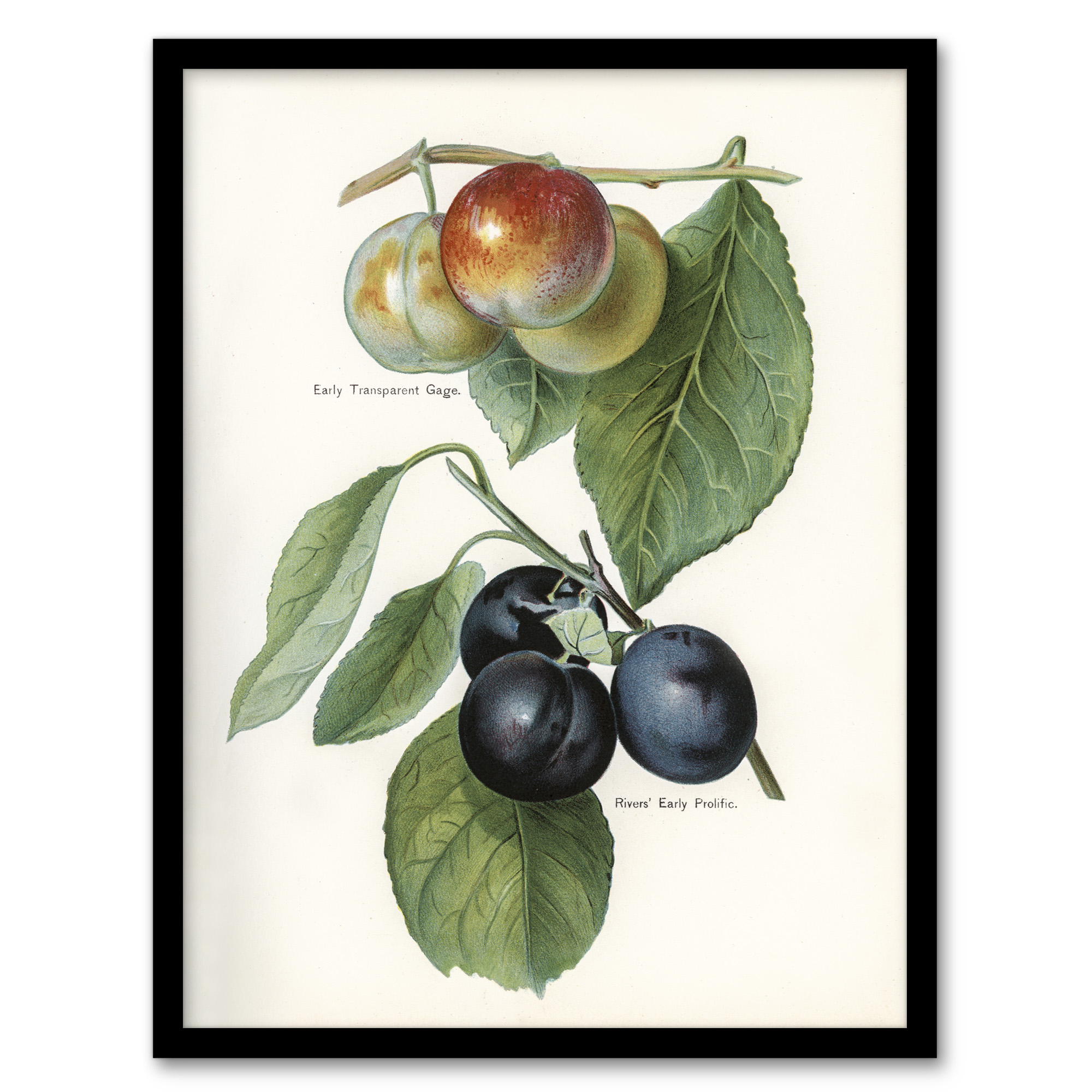 Vintage Illustration of Two Plum Varieties Wright Wall Art Poster Print