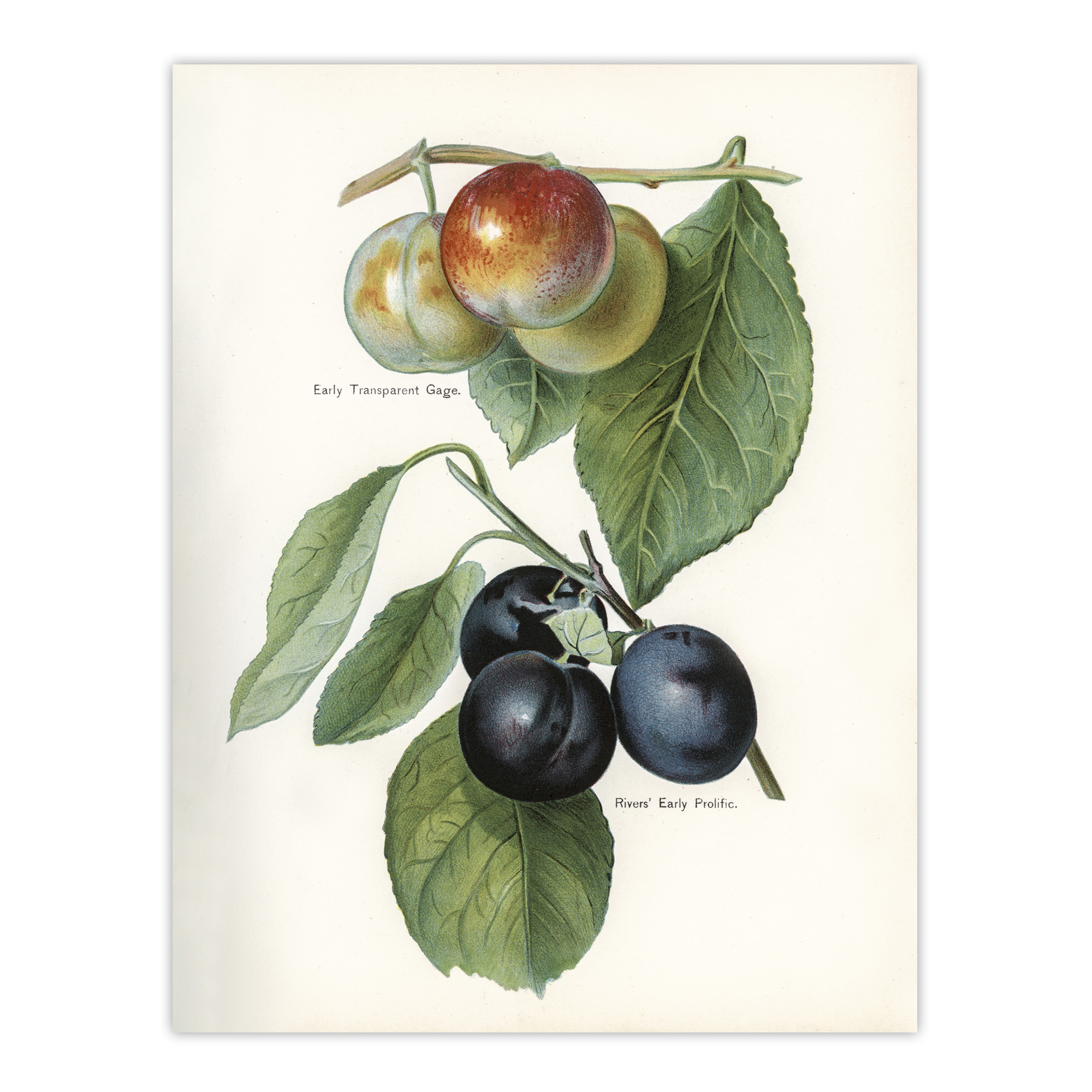 Vintage Illustration of Two Plum Varieties Wright Wall Art Poster Print