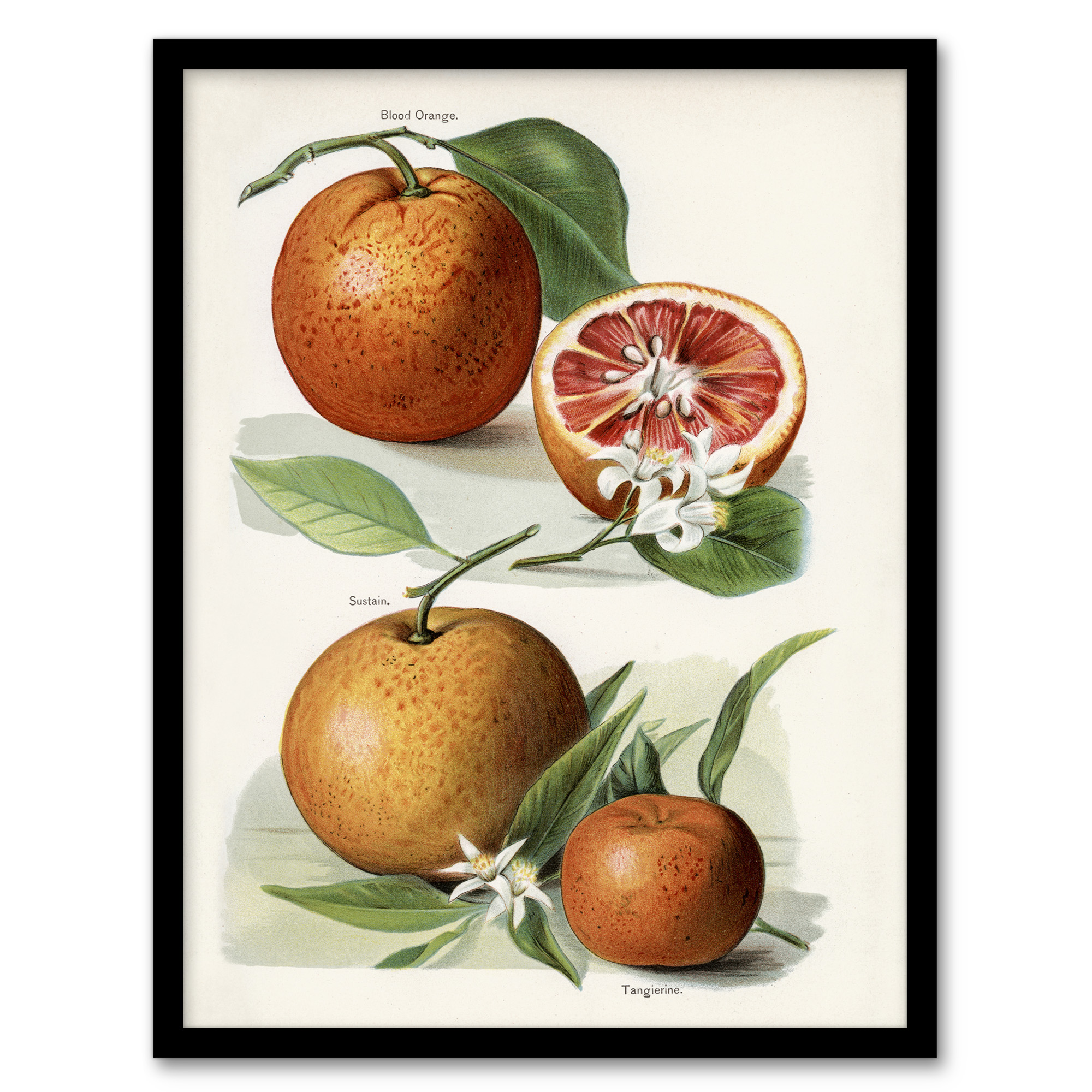Vintage Artwork of Orange Citrus Fruits Wright Wall Art Poster Print