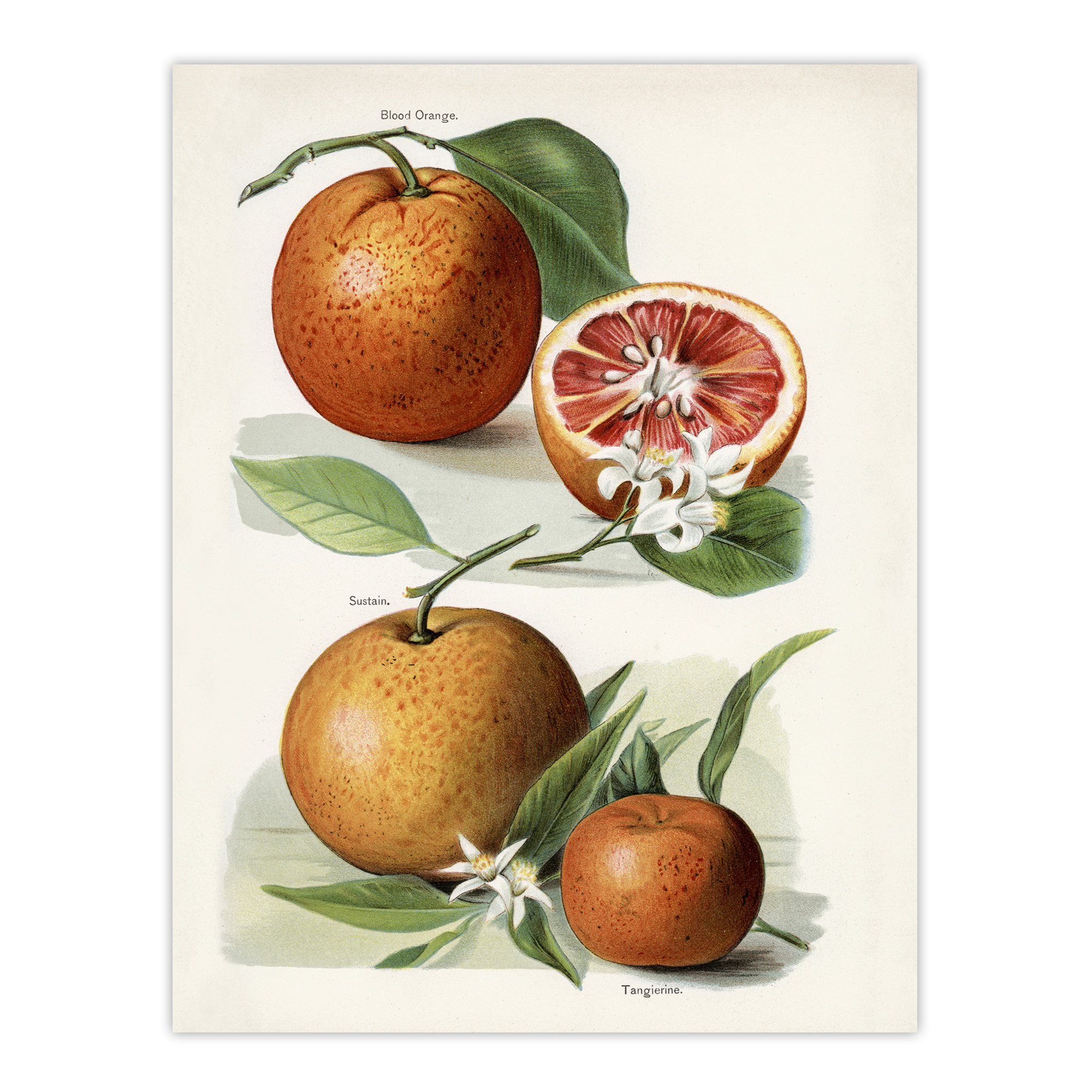 Vintage Artwork of Orange Citrus Fruits Wright Wall Art Poster Print