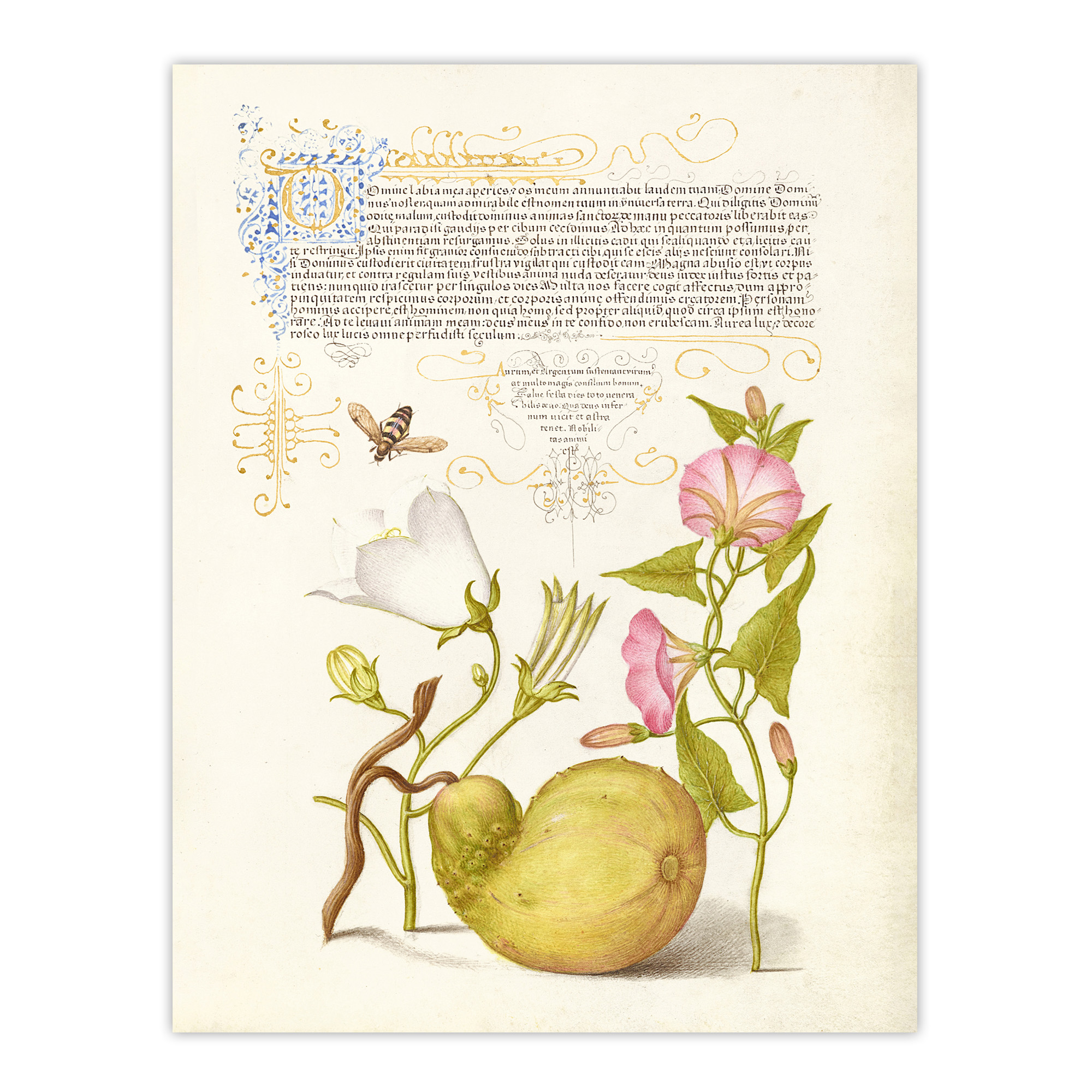 Beetle Flowers and Gourd Calligraphy Wall Art Poster Print