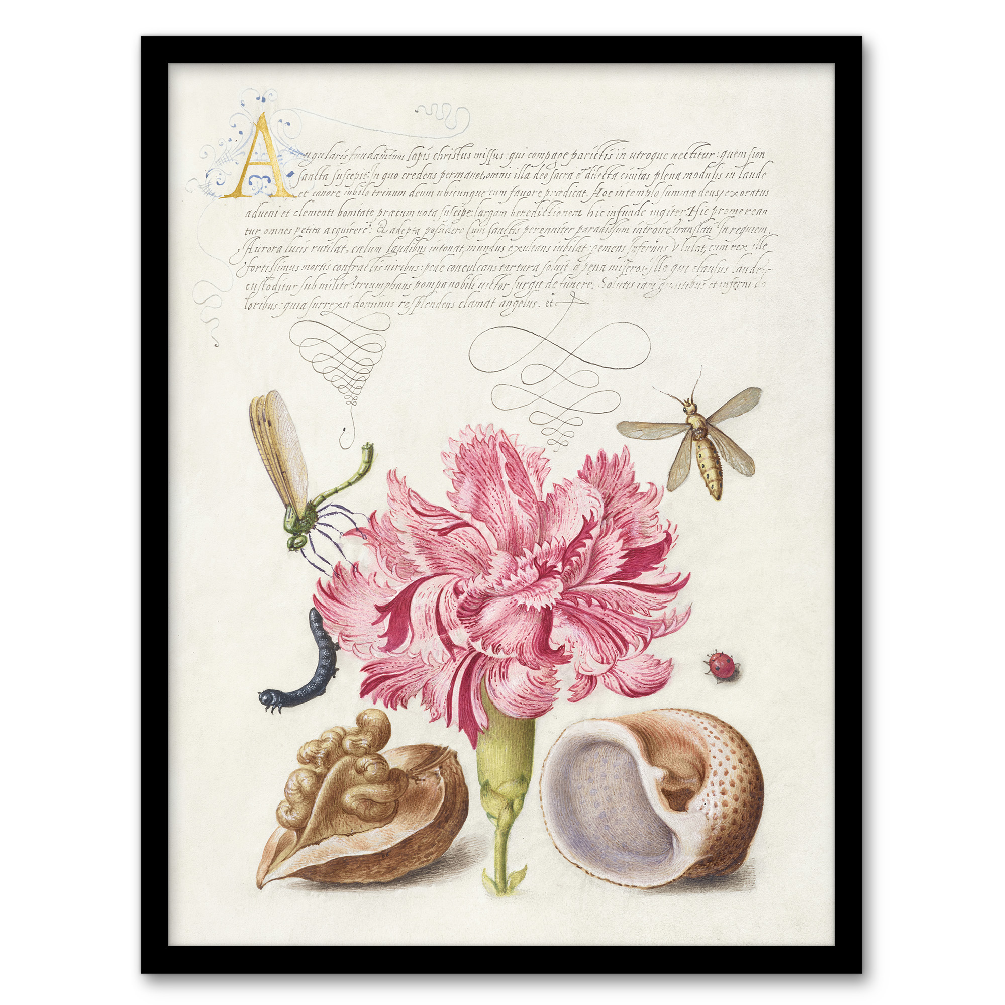 Model Book of Calligraphy Framed Wall Art Carnation Walnut and Mollusk