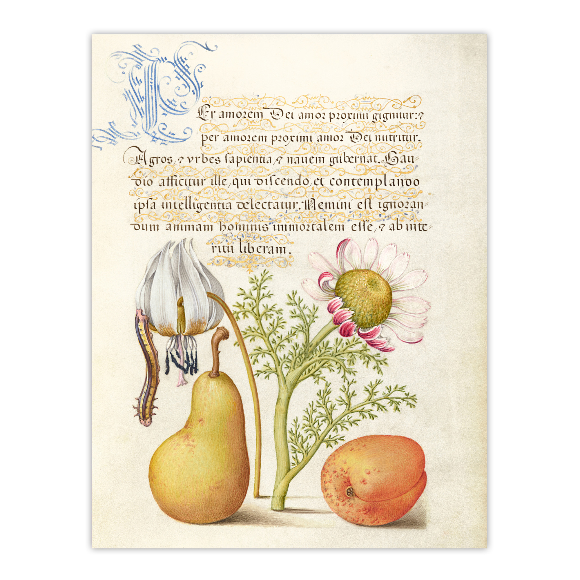 Caterpillar Flowers and Fruit Calligraphy Wall Art Poster Print