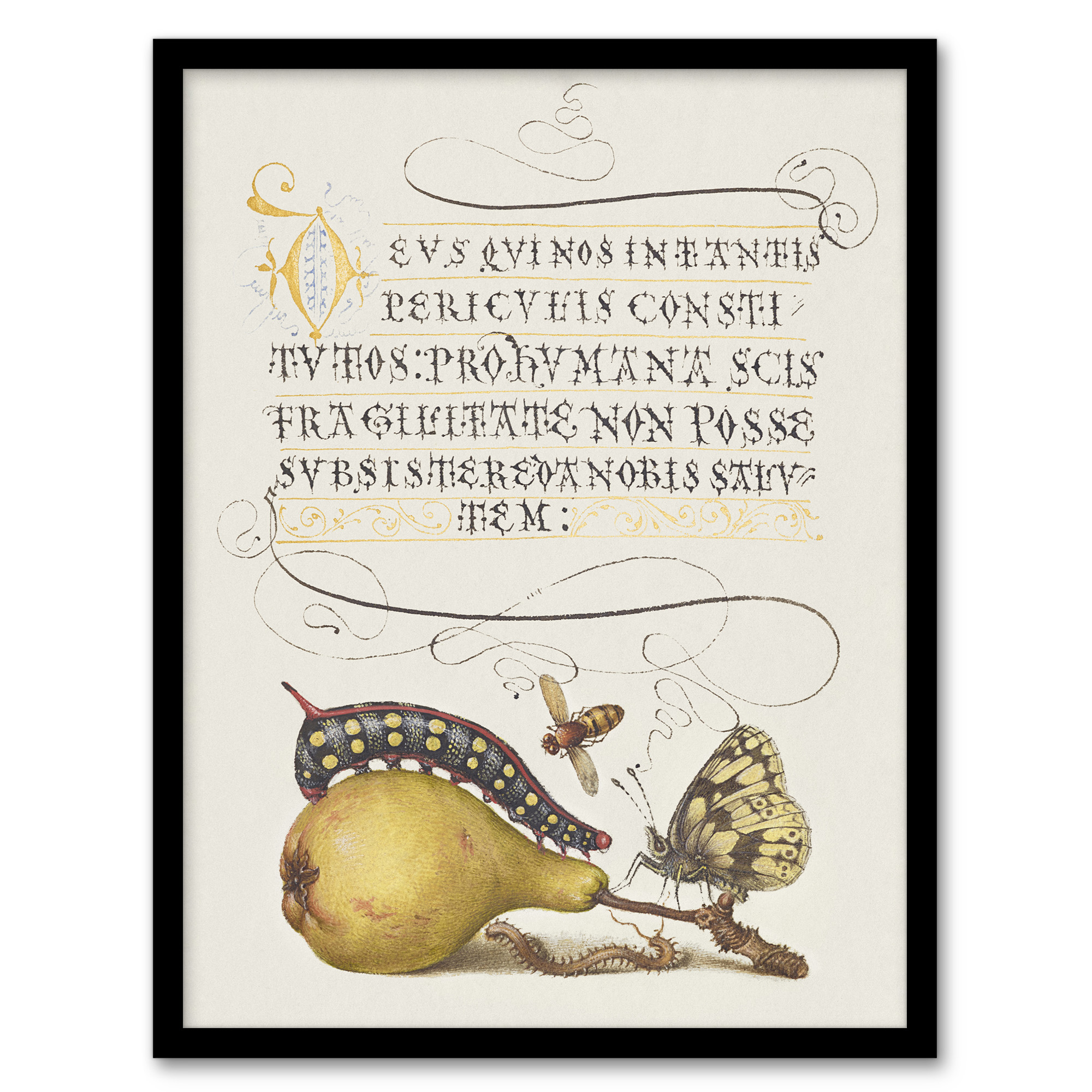 Model Book of Calligraphy Framed Wall Art Caterpillar Pear and Butterfly