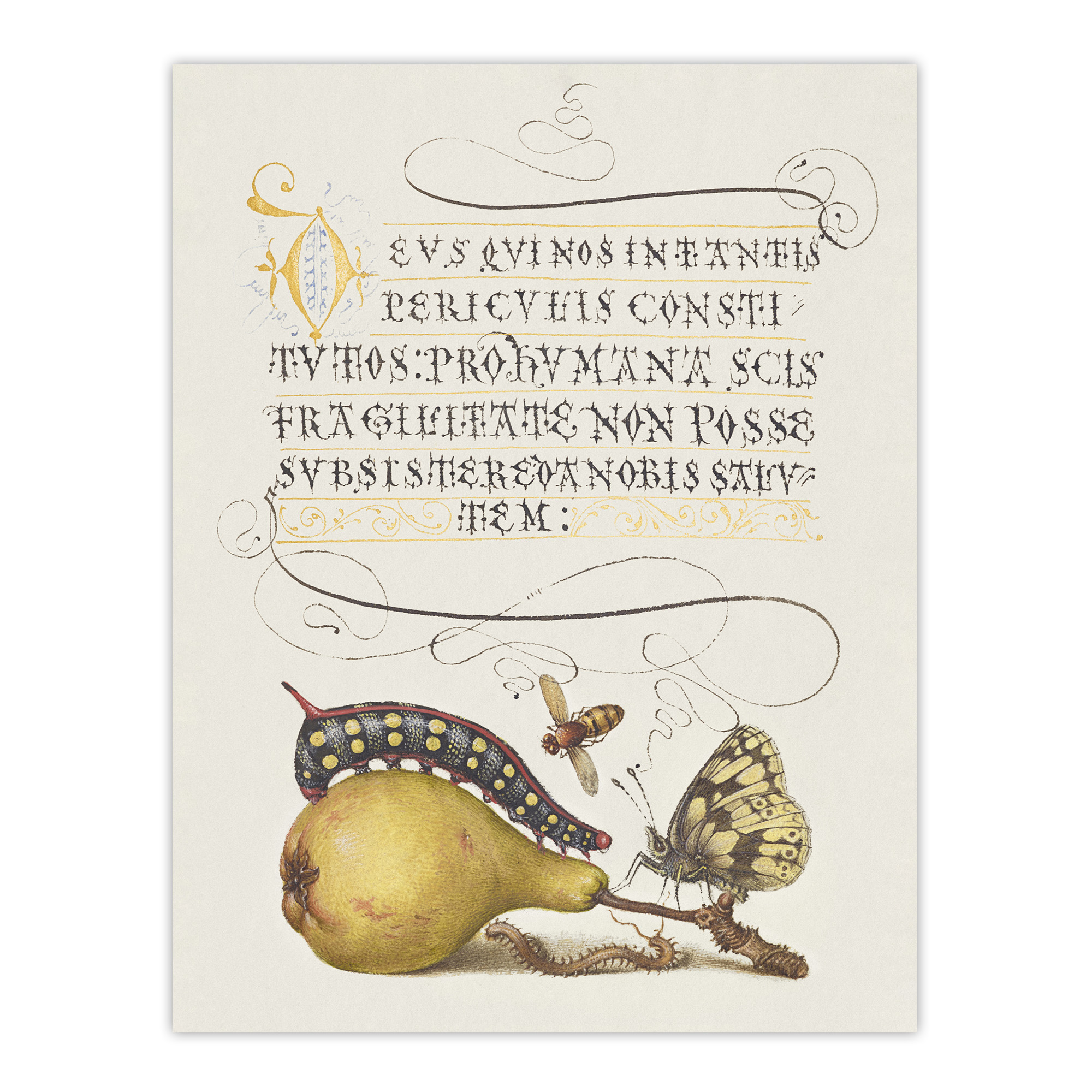Caterpillar Pear and Butterfly Calligraphy Wall Art Poster Print