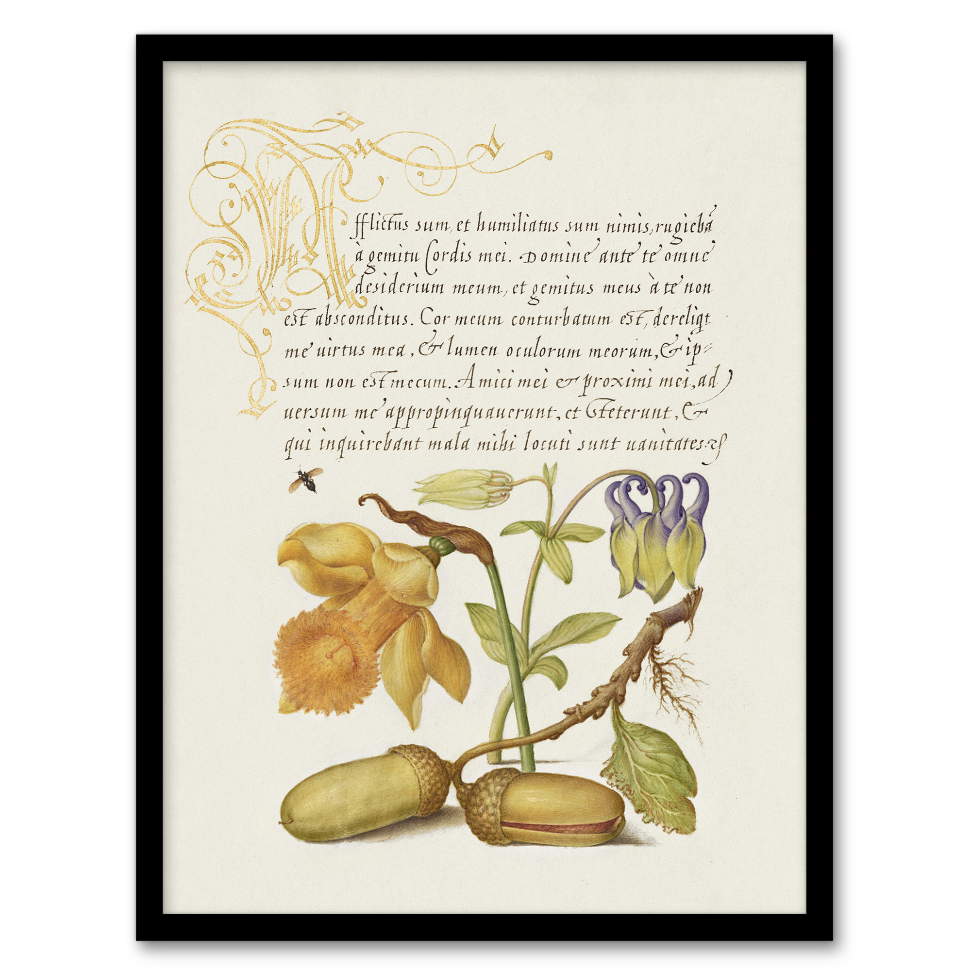 Daffodil Flower and Oak Acorns Calligraphy Wall Art Poster Print