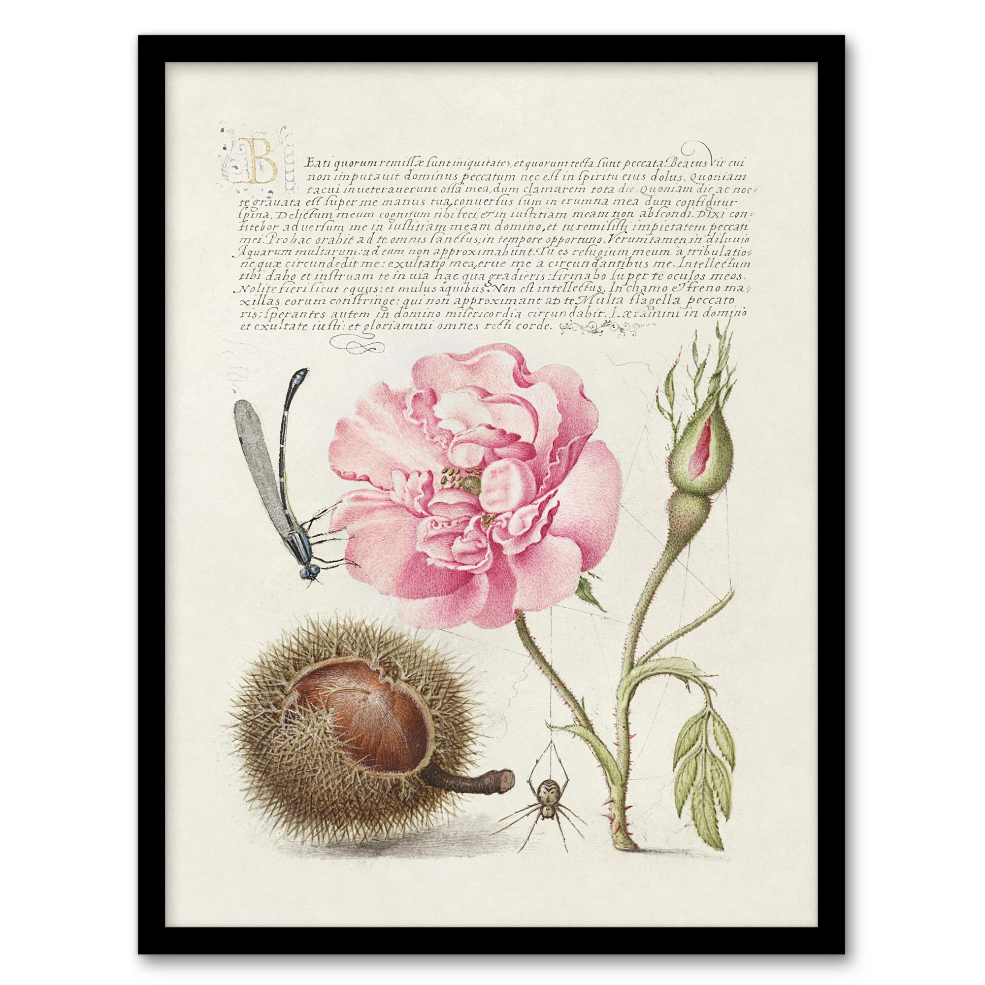 Model Book of Calligraphy Framed Wall Art Damselfly Rose Chestnut Spider