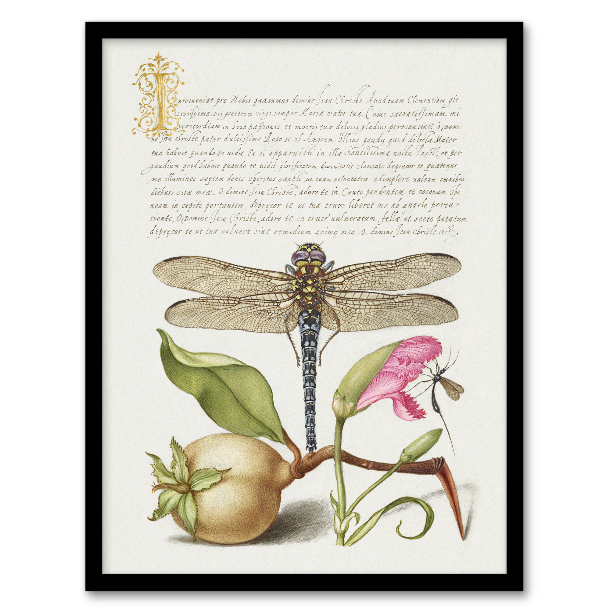 Model Book of Calligraphy Framed Wall Art Dragonfly Pear and Carnation