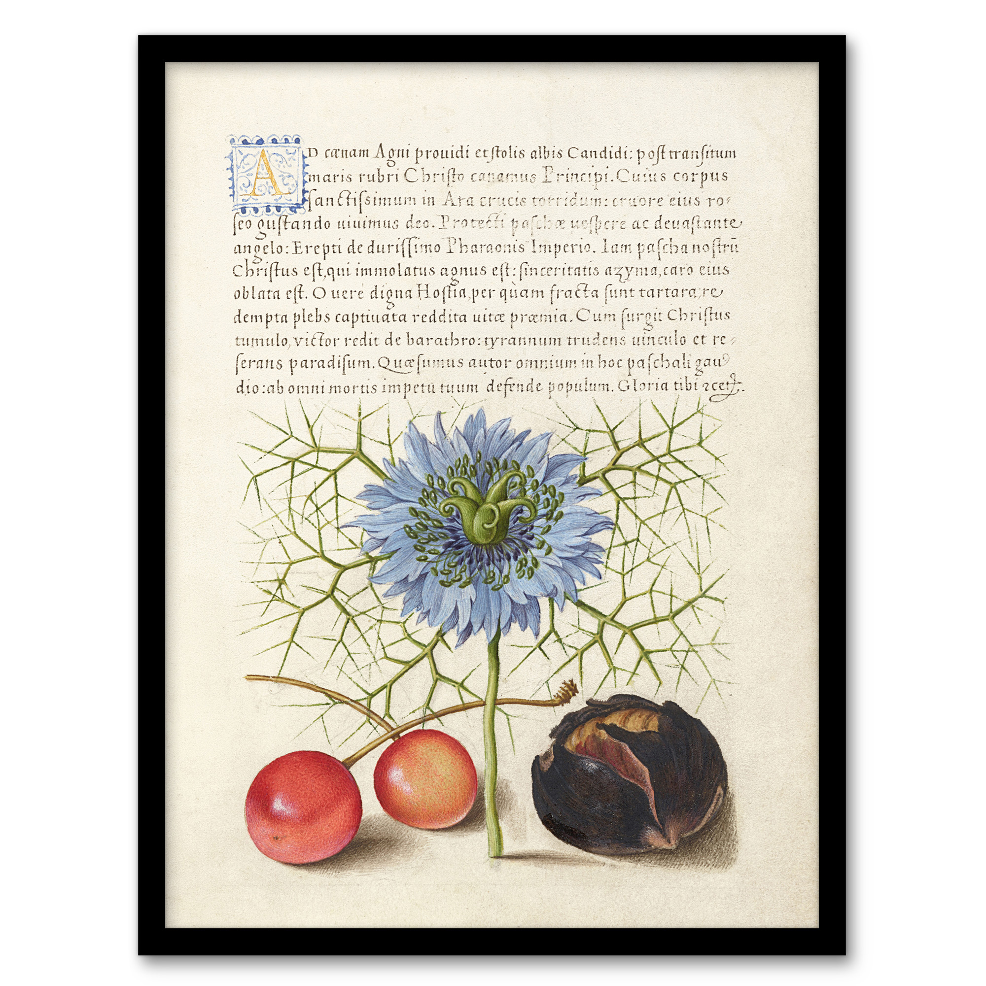 Love in a Mist and Cherries Calligraphy Wall Art Poster Print
